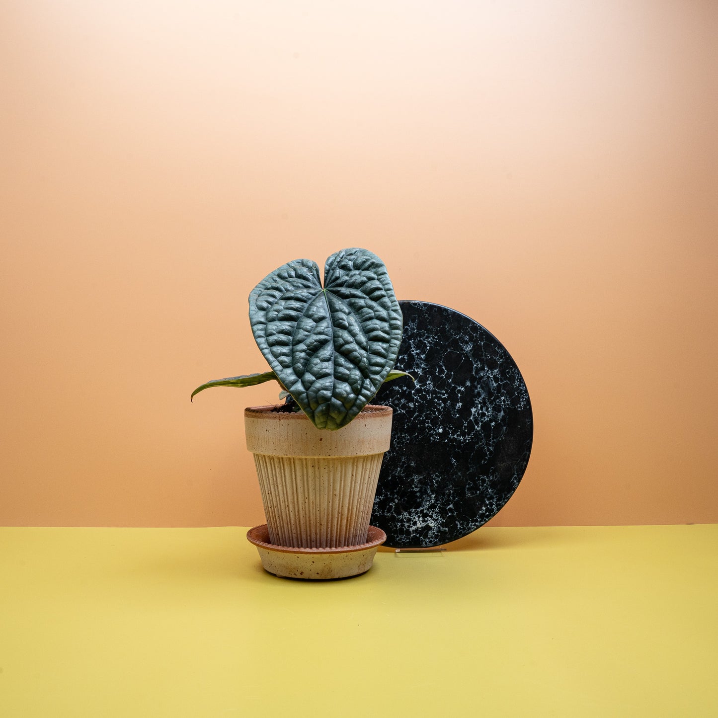 Anthurium Luxurians x Radicans – Ansicht 11, Blattoberfläche