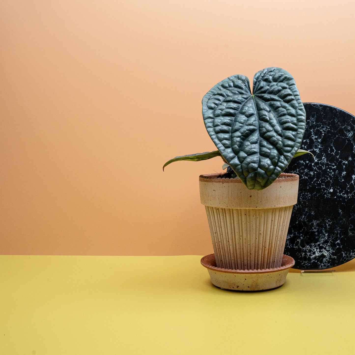 Anthurium Luxurians x Radicans – Ansicht 12, Wuchsform