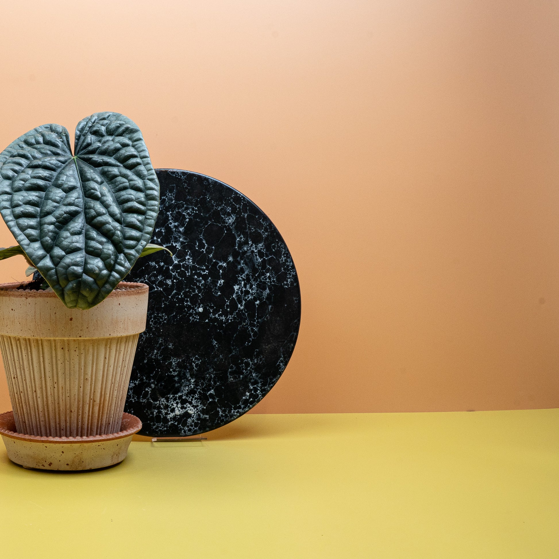 Anthurium Luxurians x Radicans – Ansicht 13, Nahaufnahme