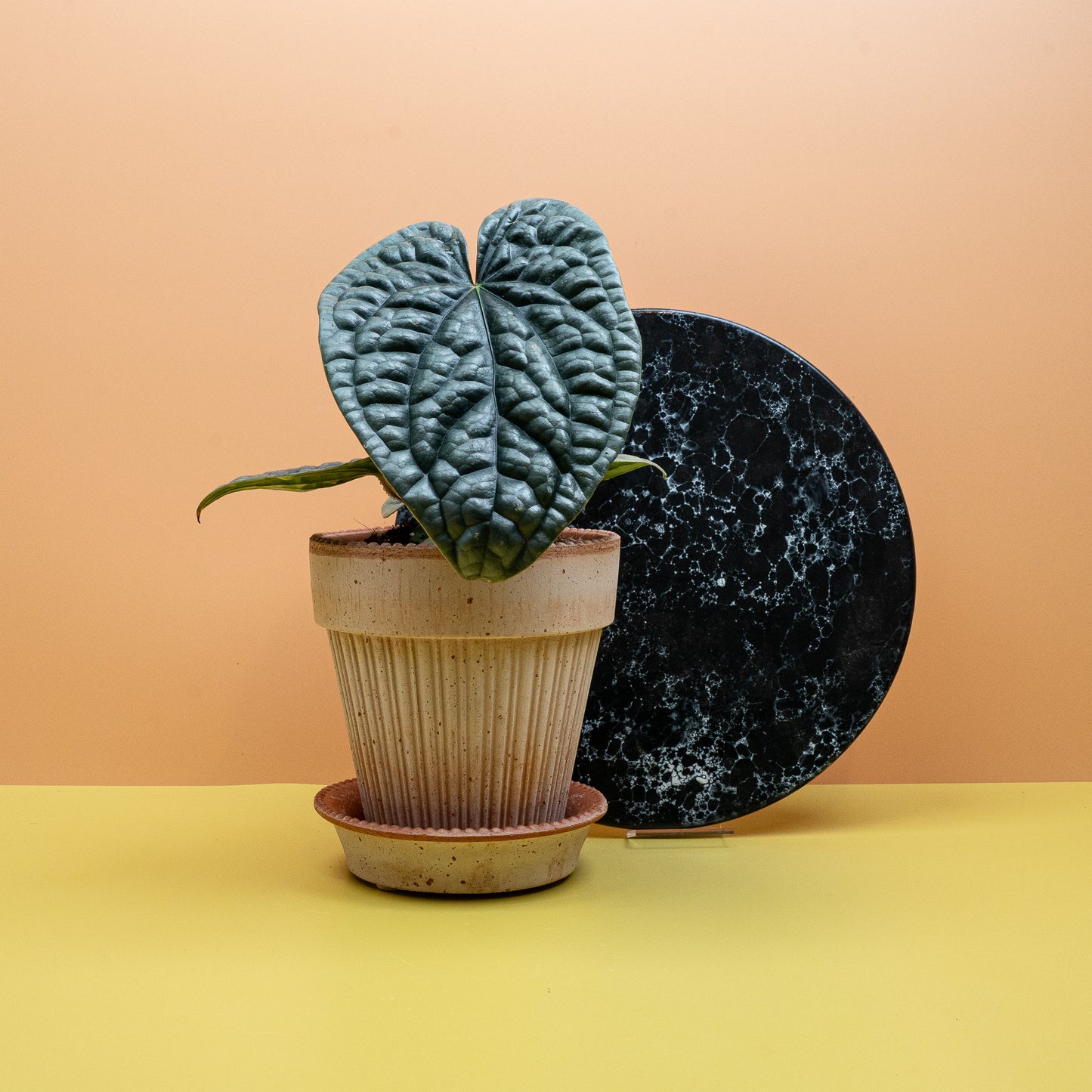 Anthurium Luxurians x Radicans – Ansicht 14, Blattstruktur