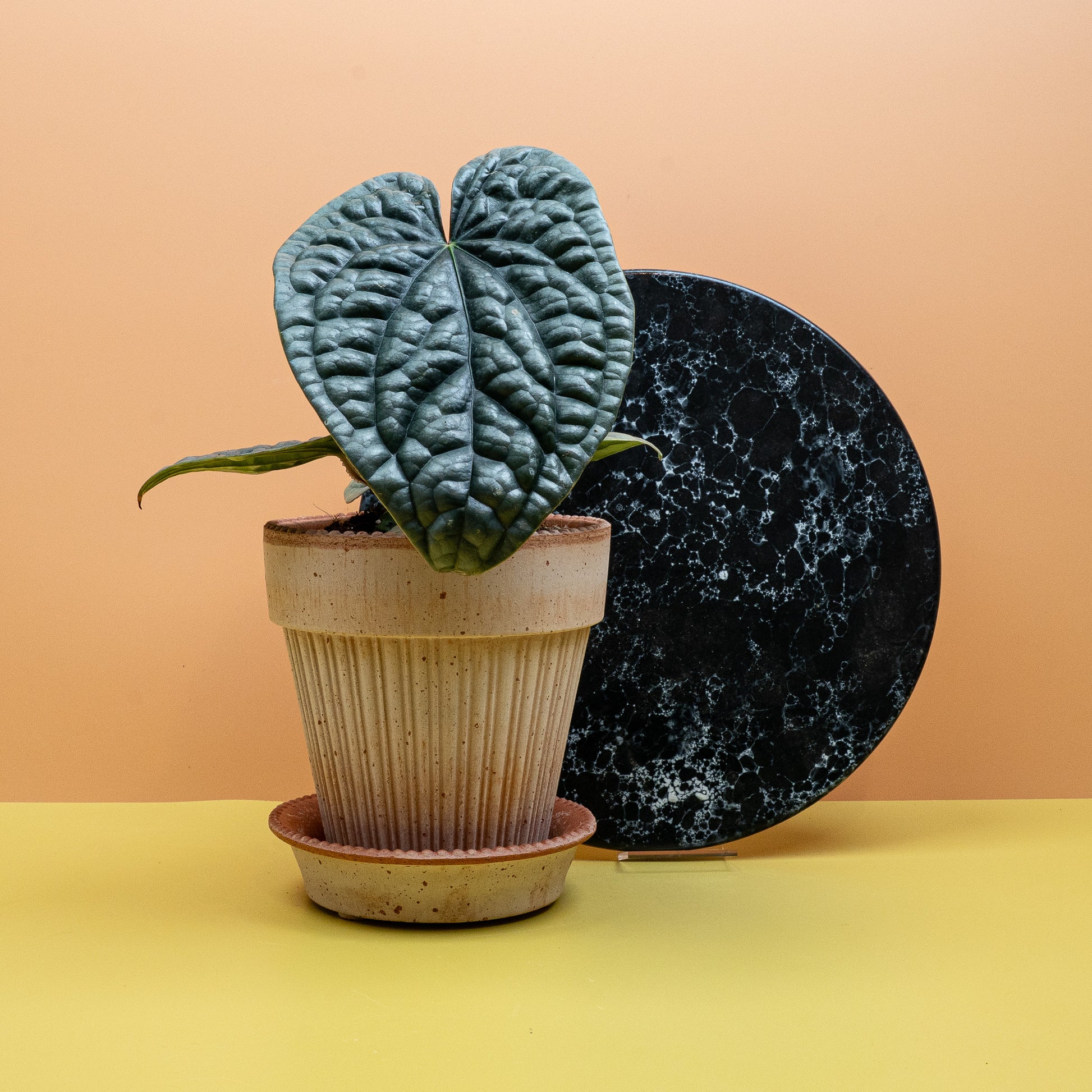 Anthurium Luxurians x Radicans – Ansicht 15, Gesamtansicht