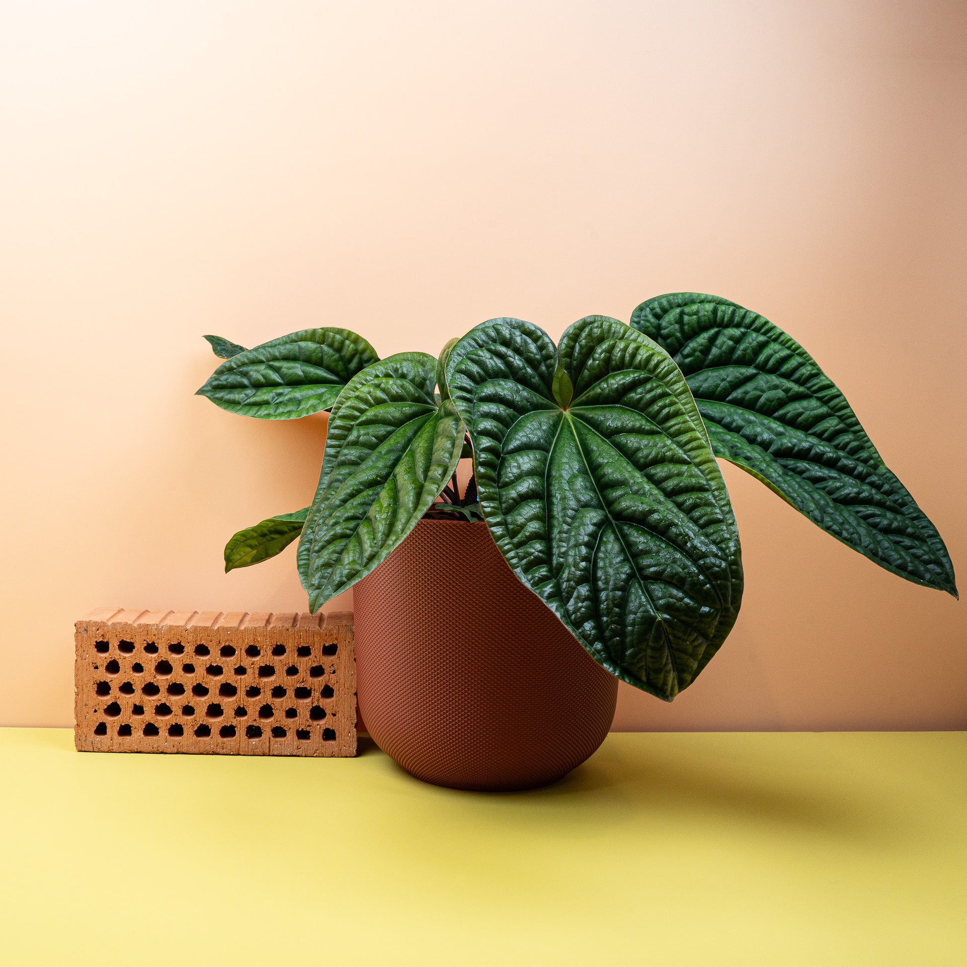 ANTHURIUM LUCURIANS X RADICANS online bestellen bei potflourri