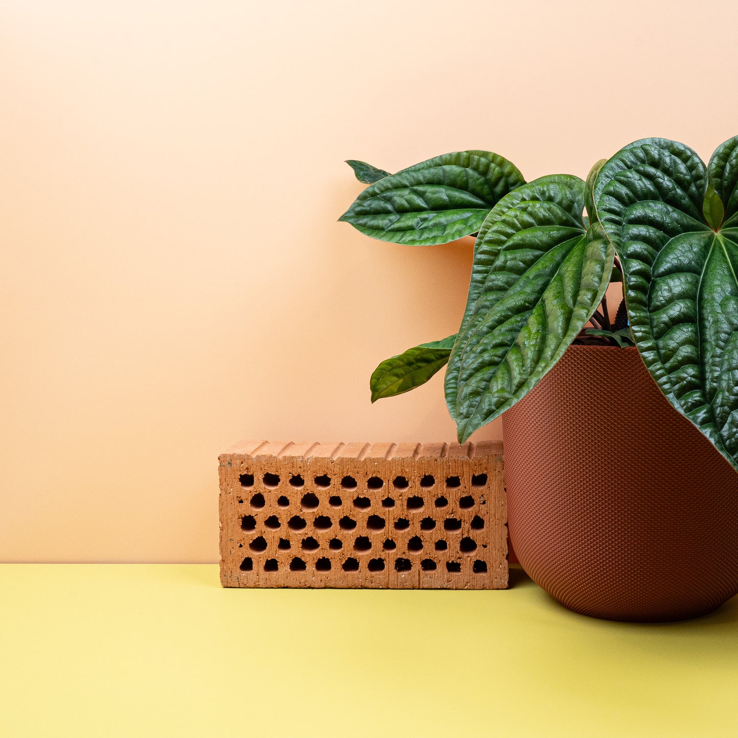 ANTHURIUM LUCURIANS X RADICANS online bestellen bei potflourri