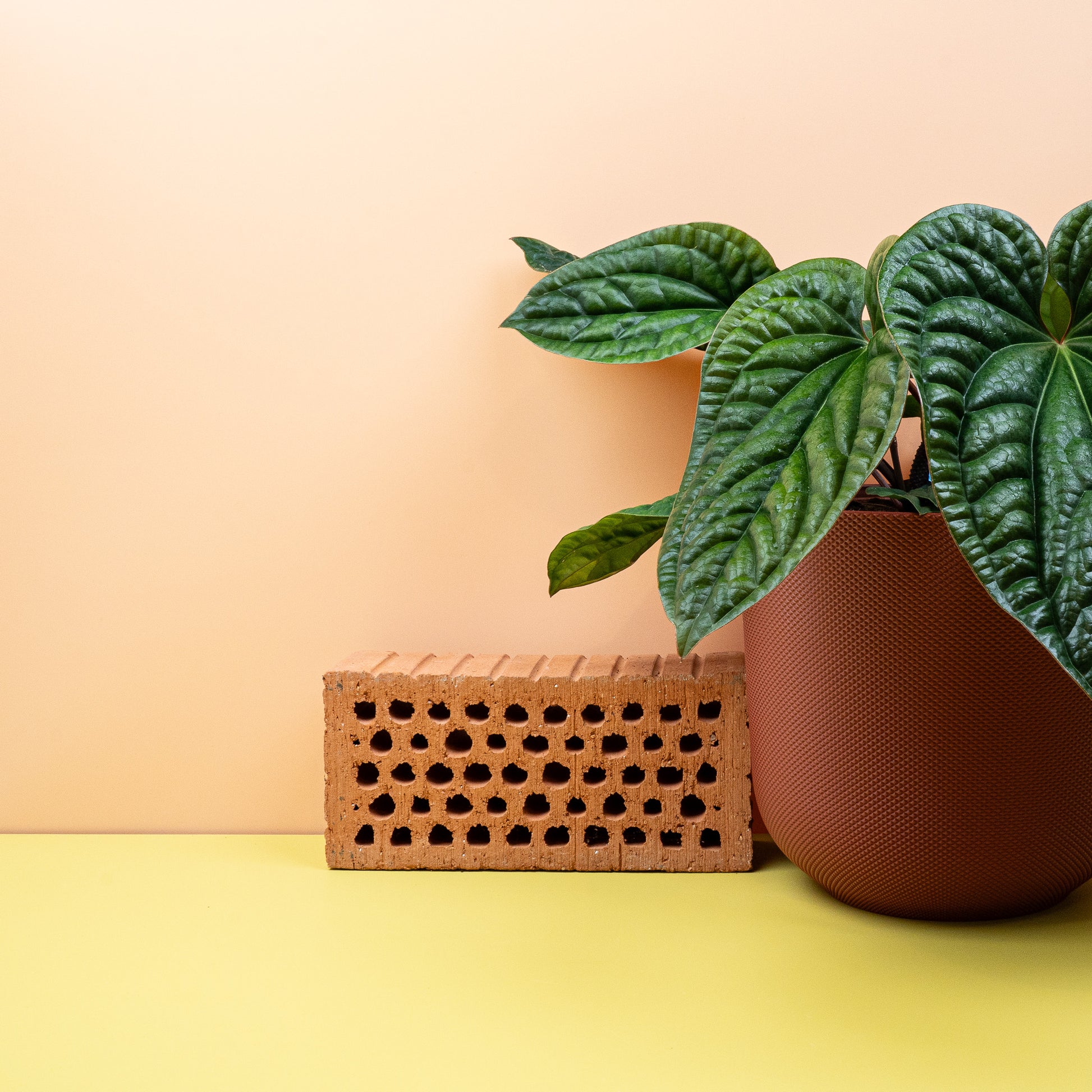 ANTHURIUM LUCURIANS X RADICANS online bestellen bei potflourri