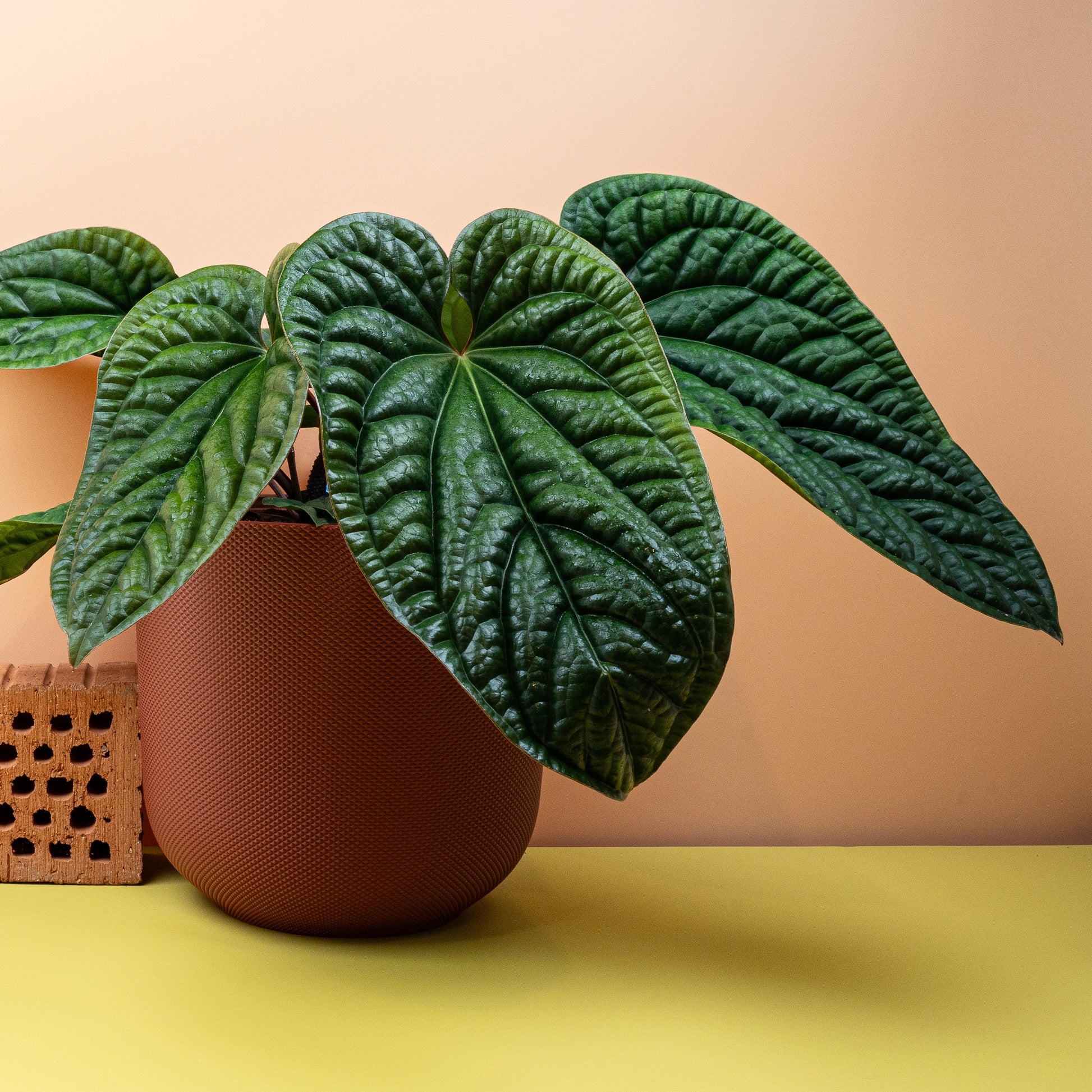 ANTHURIUM LUCURIANS X RADICANS online bestellen bei potflourri