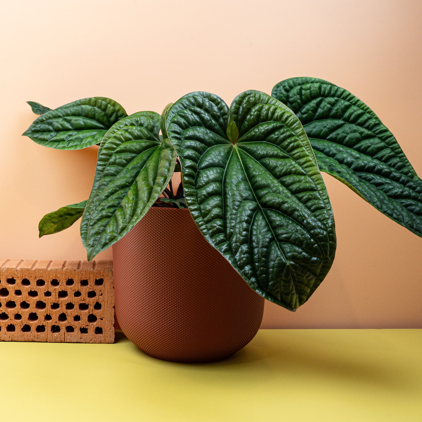 ANTHURIUM LUCURIANS X RADICANS online bestellen bei potflourri