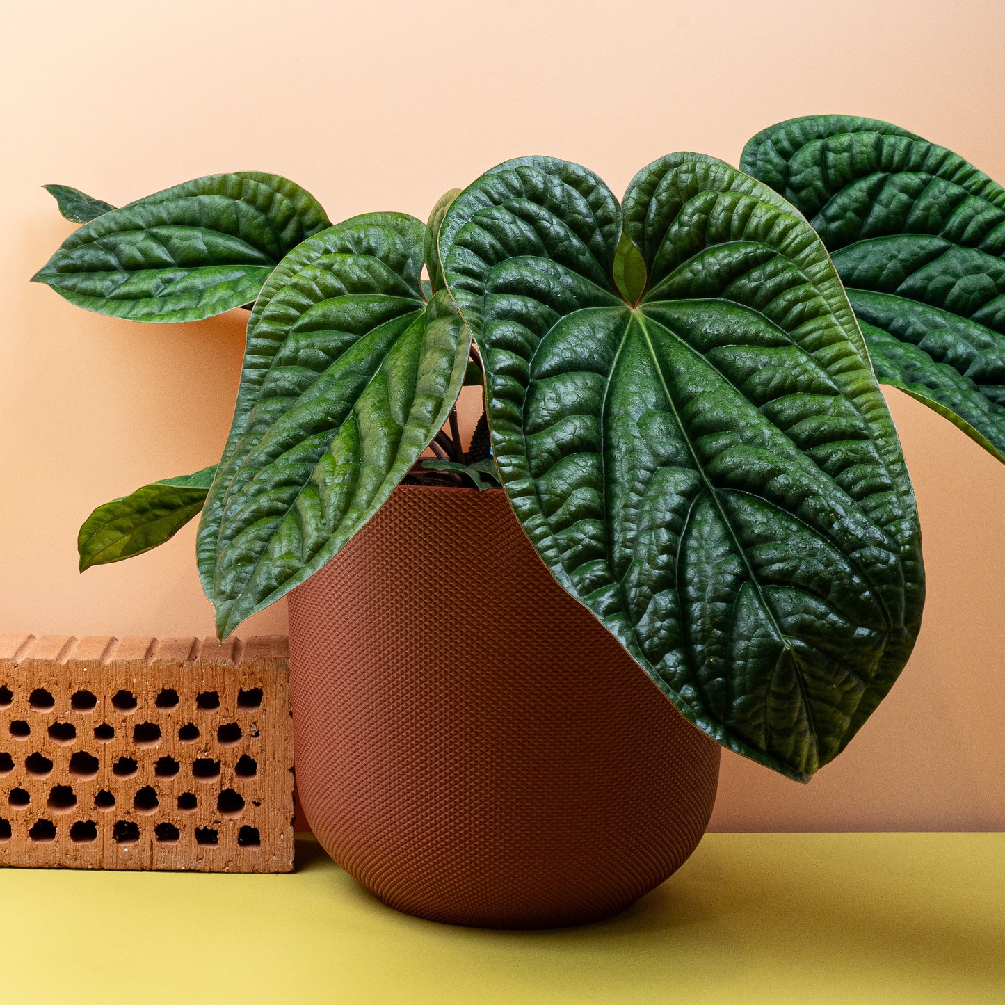 ANTHURIUM LUCURIANS X RADICANS online bestellen bei potflourri