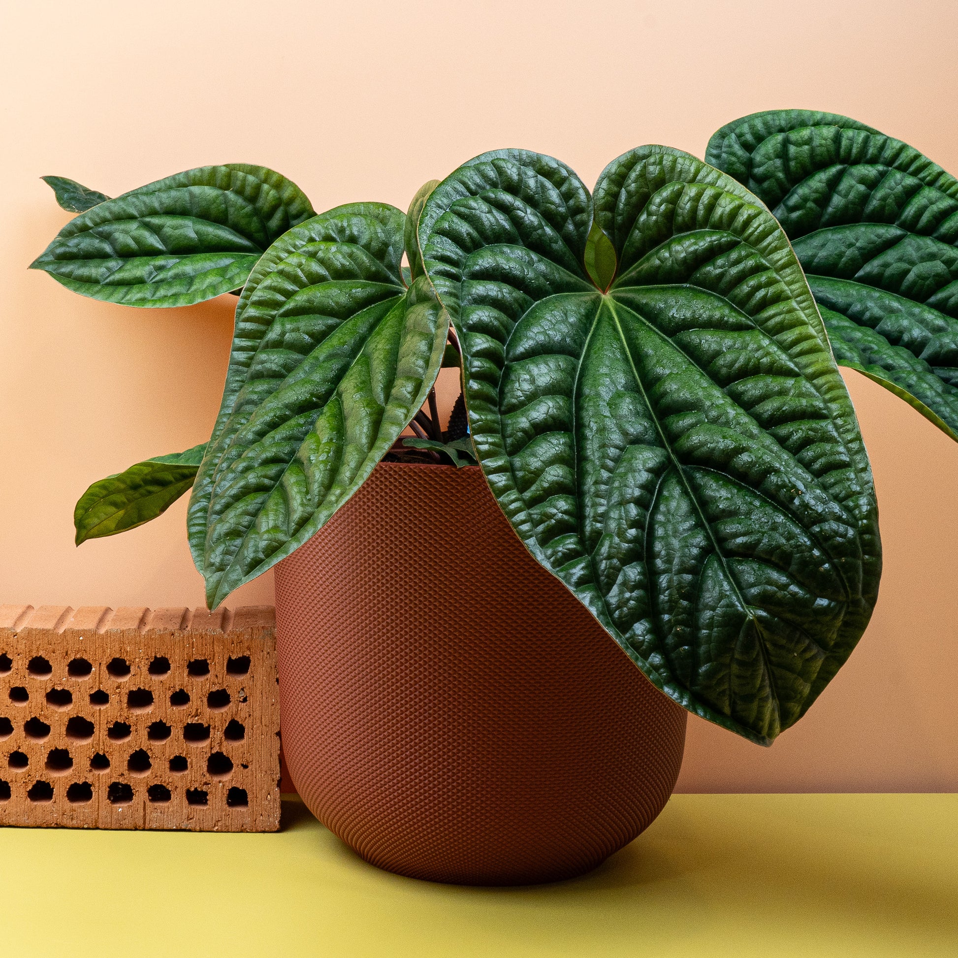 ANTHURIUM LUCURIANS X RADICANS online bestellen bei potflourri