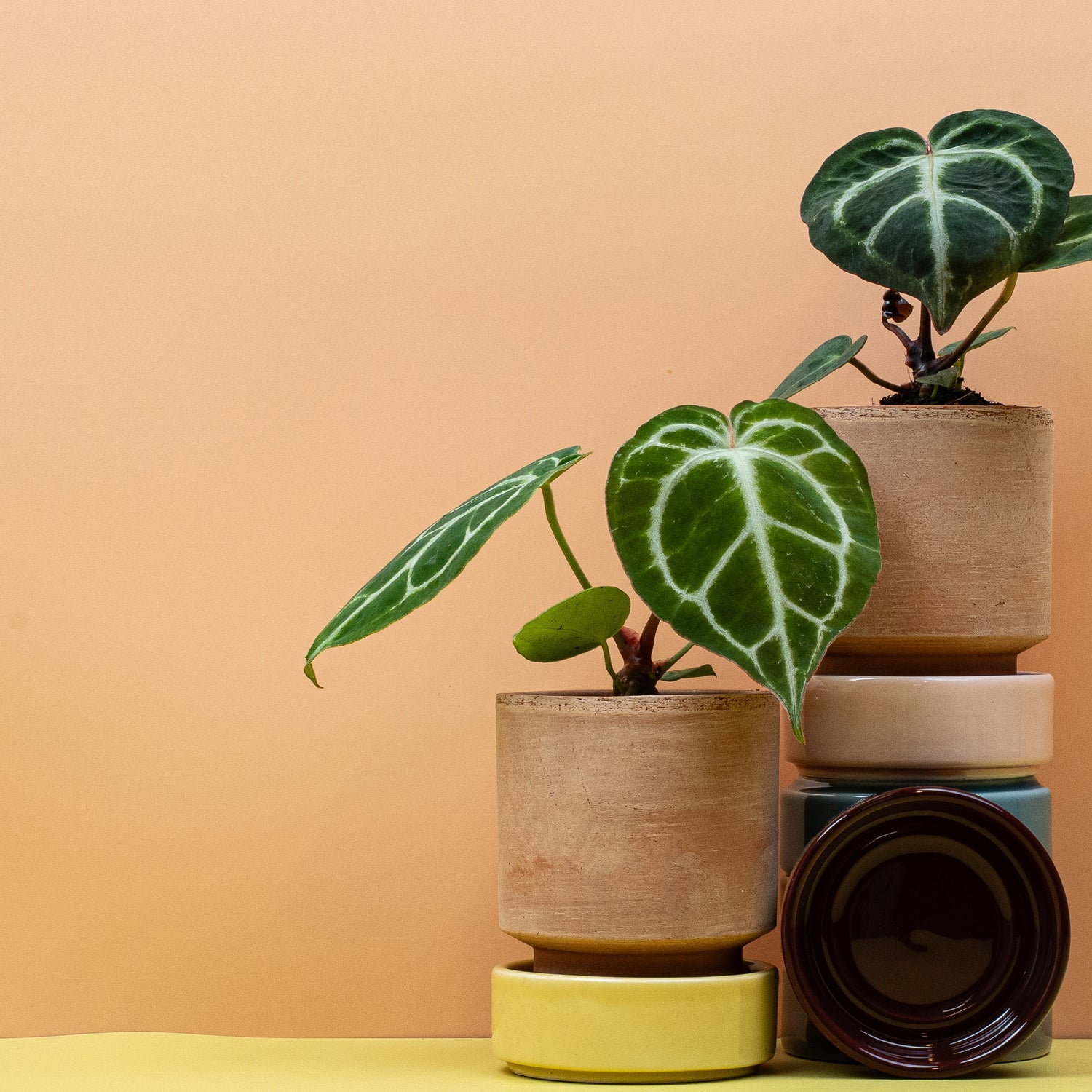 Anthurium – Blattschmuckpflanze mit samtiger Oberfläche und heller Aderung im Detail