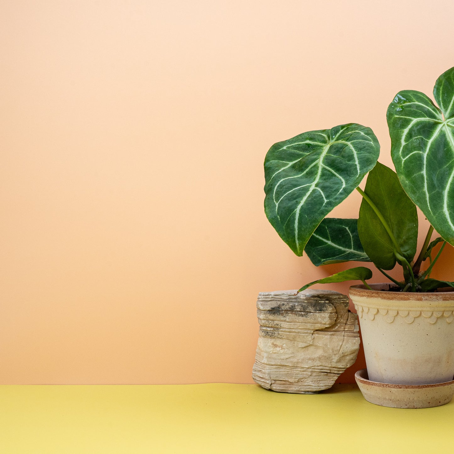 ANTHURIUM MAGNIFICUM online bestellen bei potflourri