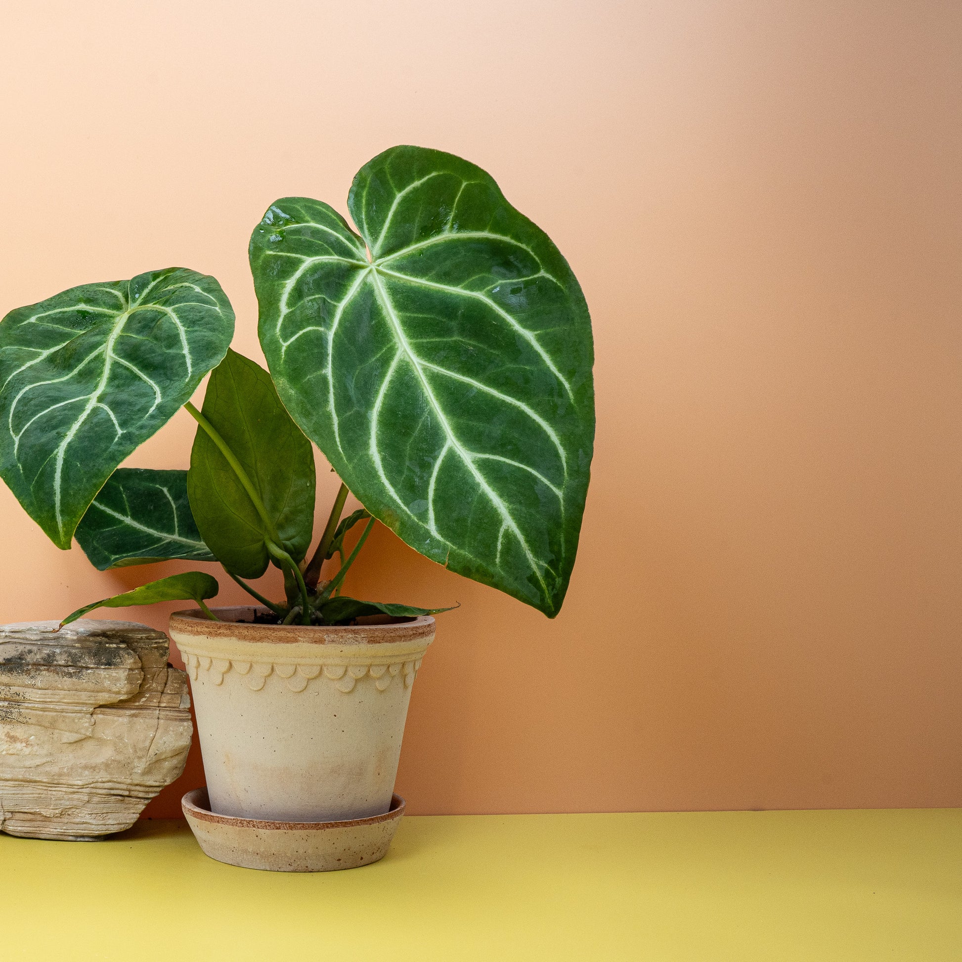 anthurium bestellen ANTHURIUM MAGNIFICUM online kaufen bei potflourri
