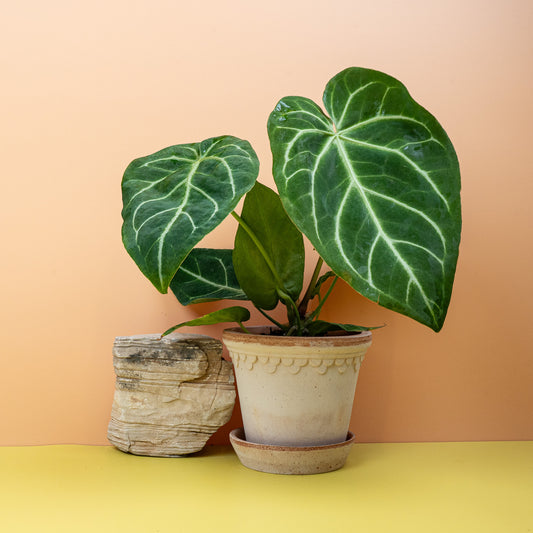 ANTHURIUM MAGNIFICUM online bestellen bei potflourri