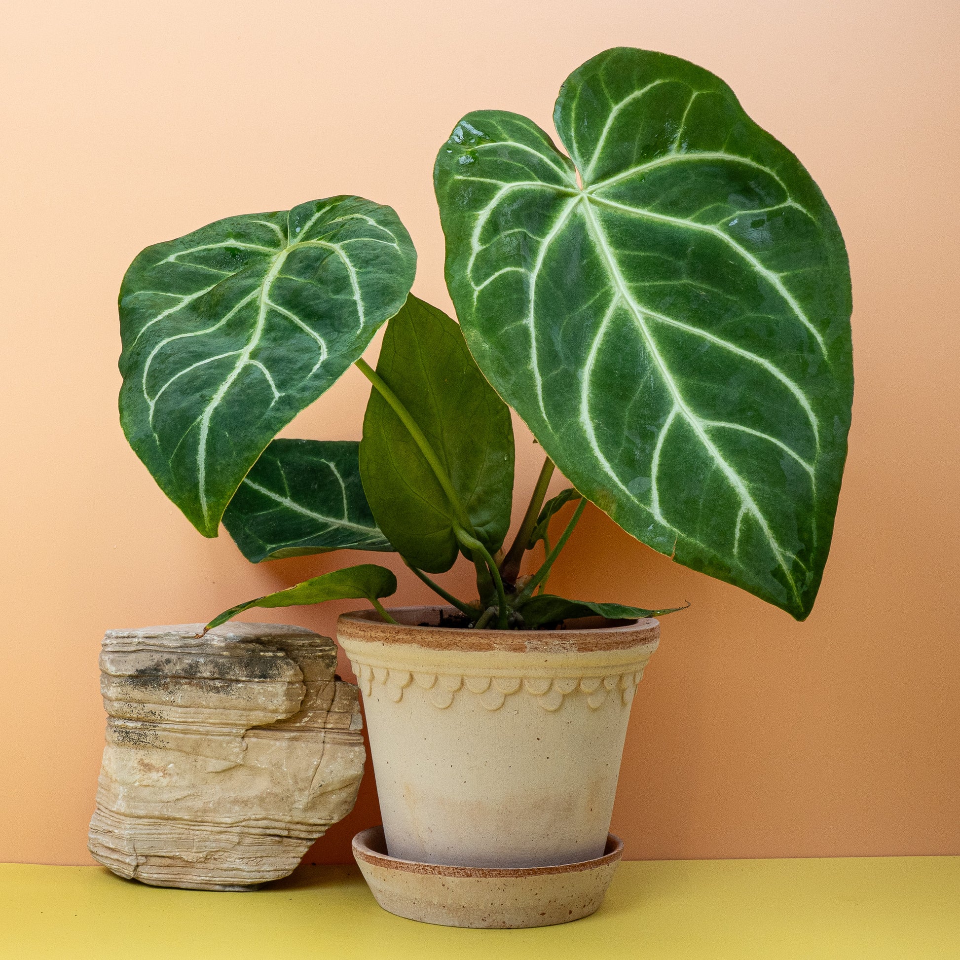 ANTHURIUM MAGNIFICUM online bestellen bei potflourri