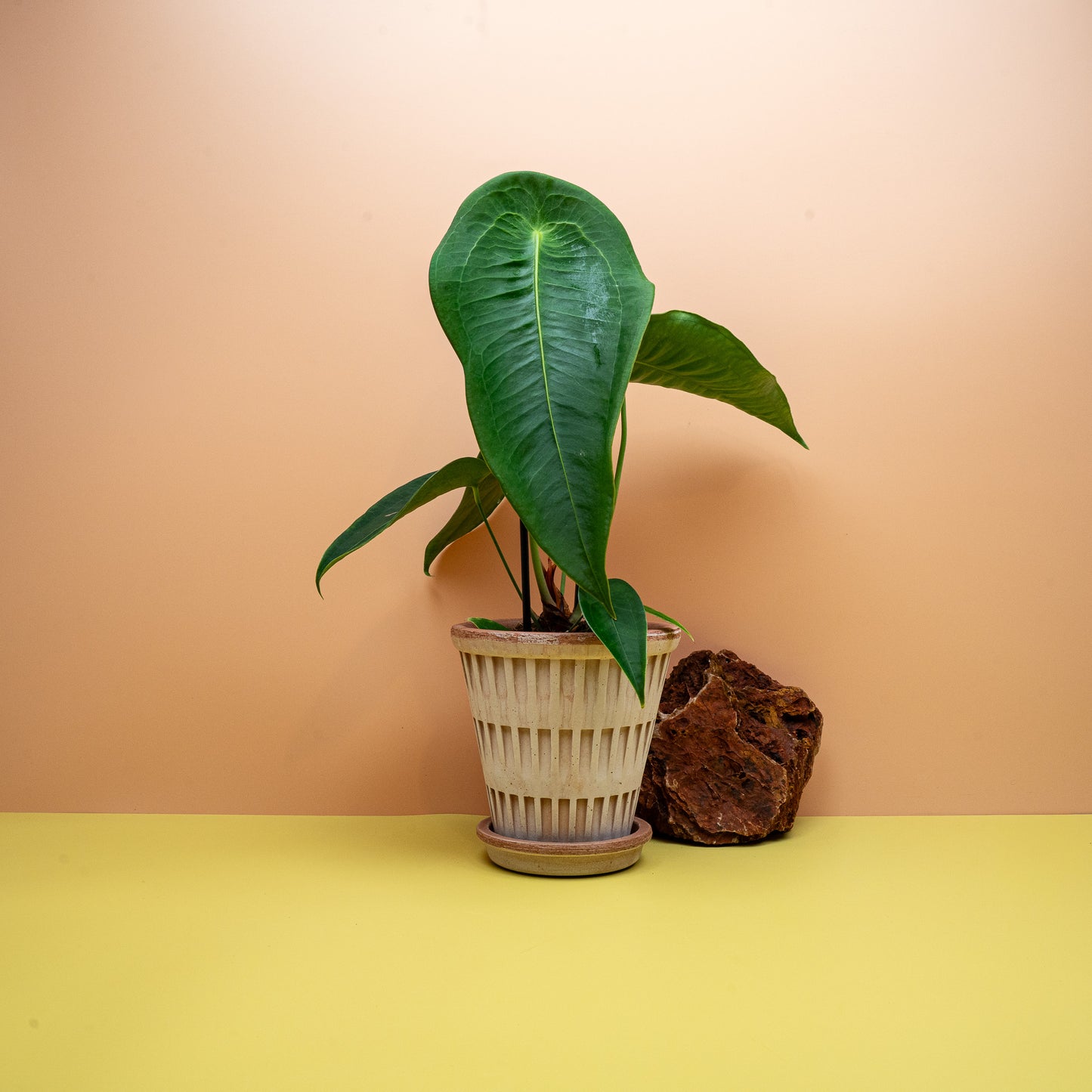 Anthurium Peltigerum, Aderung im Schildpatt-Muster – potflourri