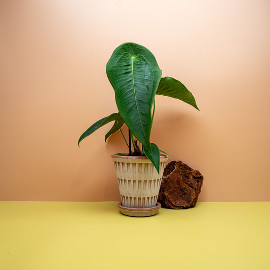 Anthurium Peltigerum mit schildförmigem Blatt – potflourri