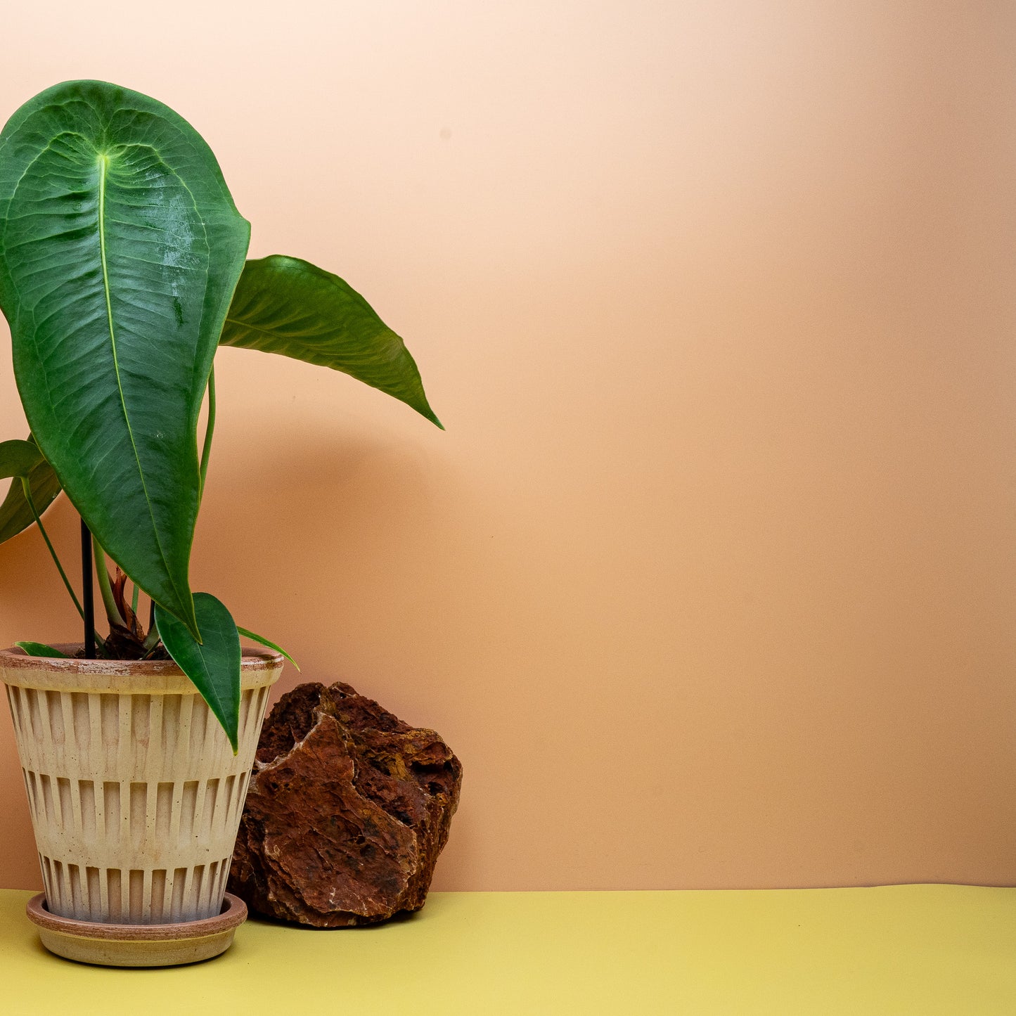 Anthurium peltigerum Sodiro, Blattansatz mitten in der Blattfläche – potflourri
