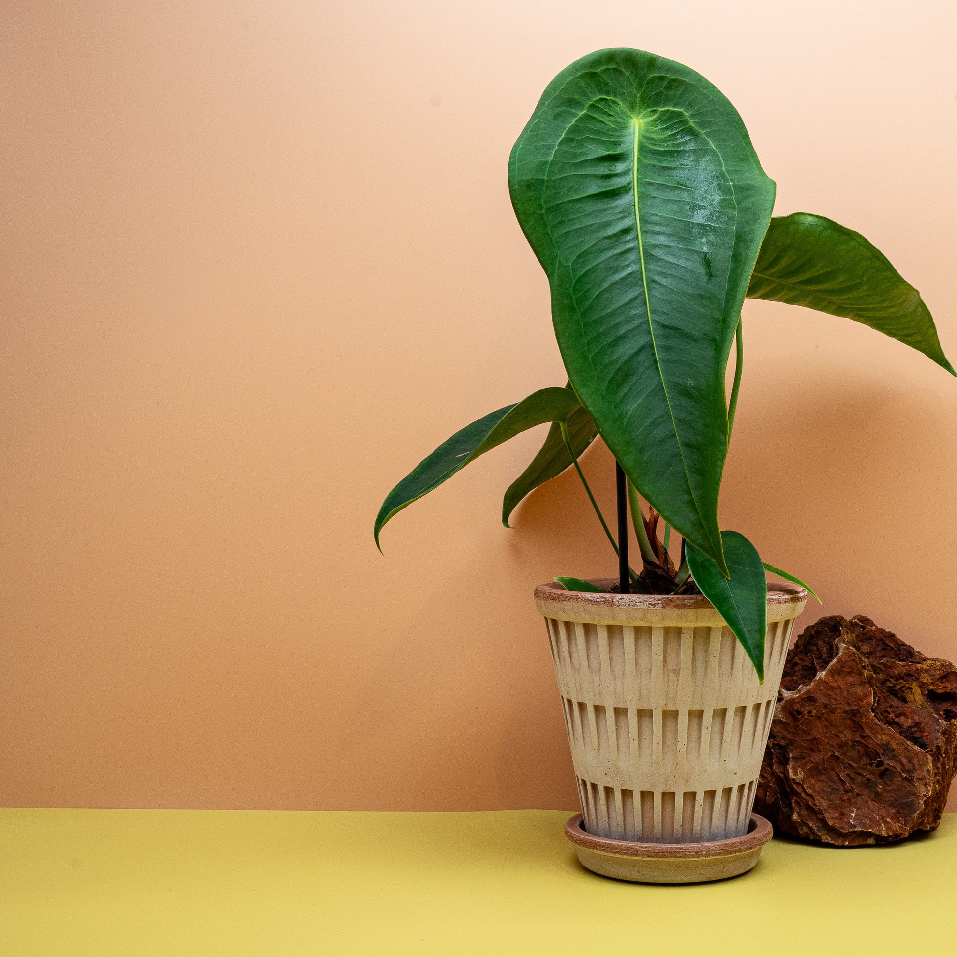 Anthurium Peltigerum, Turtle Shell Anthurium im Kulturtopf – potflourri