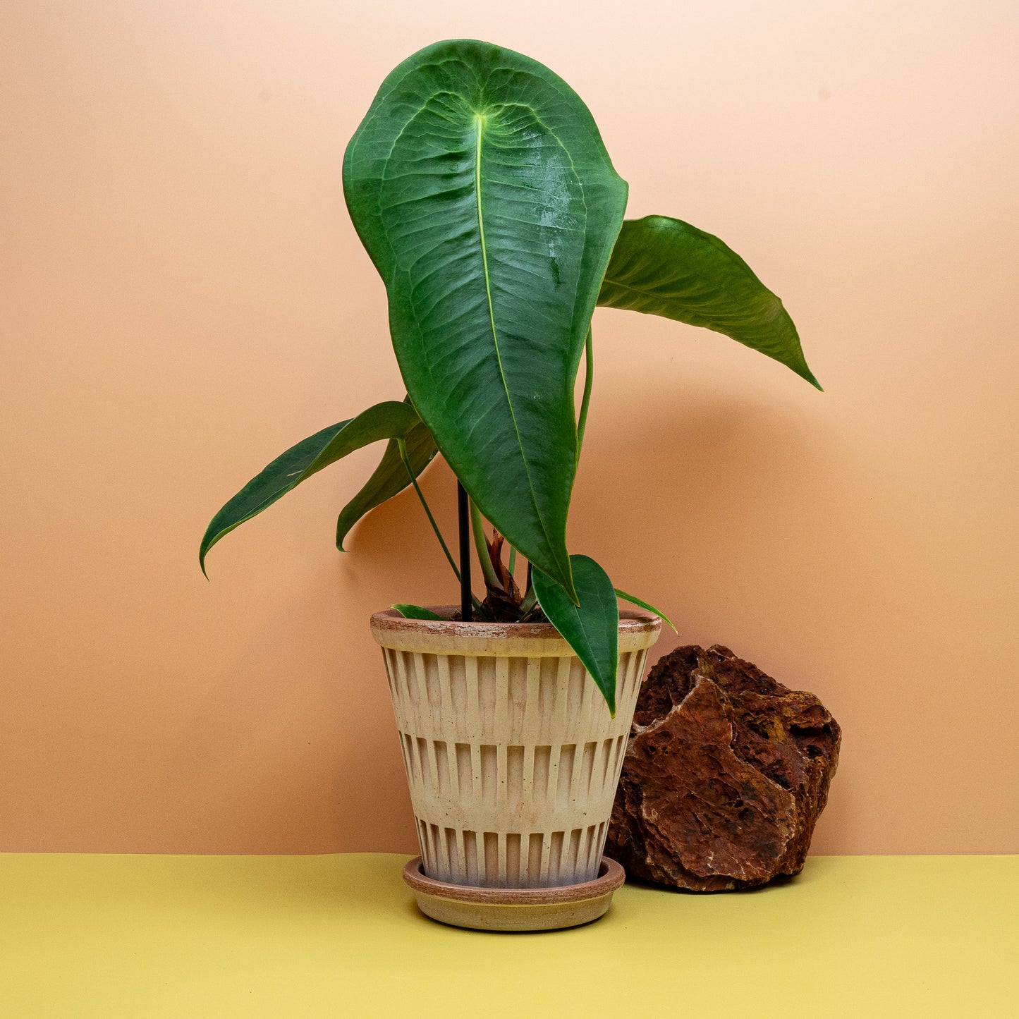 Anthurium Peltigerum, Gesamtwuchs der Sammleranthurie – potflourri