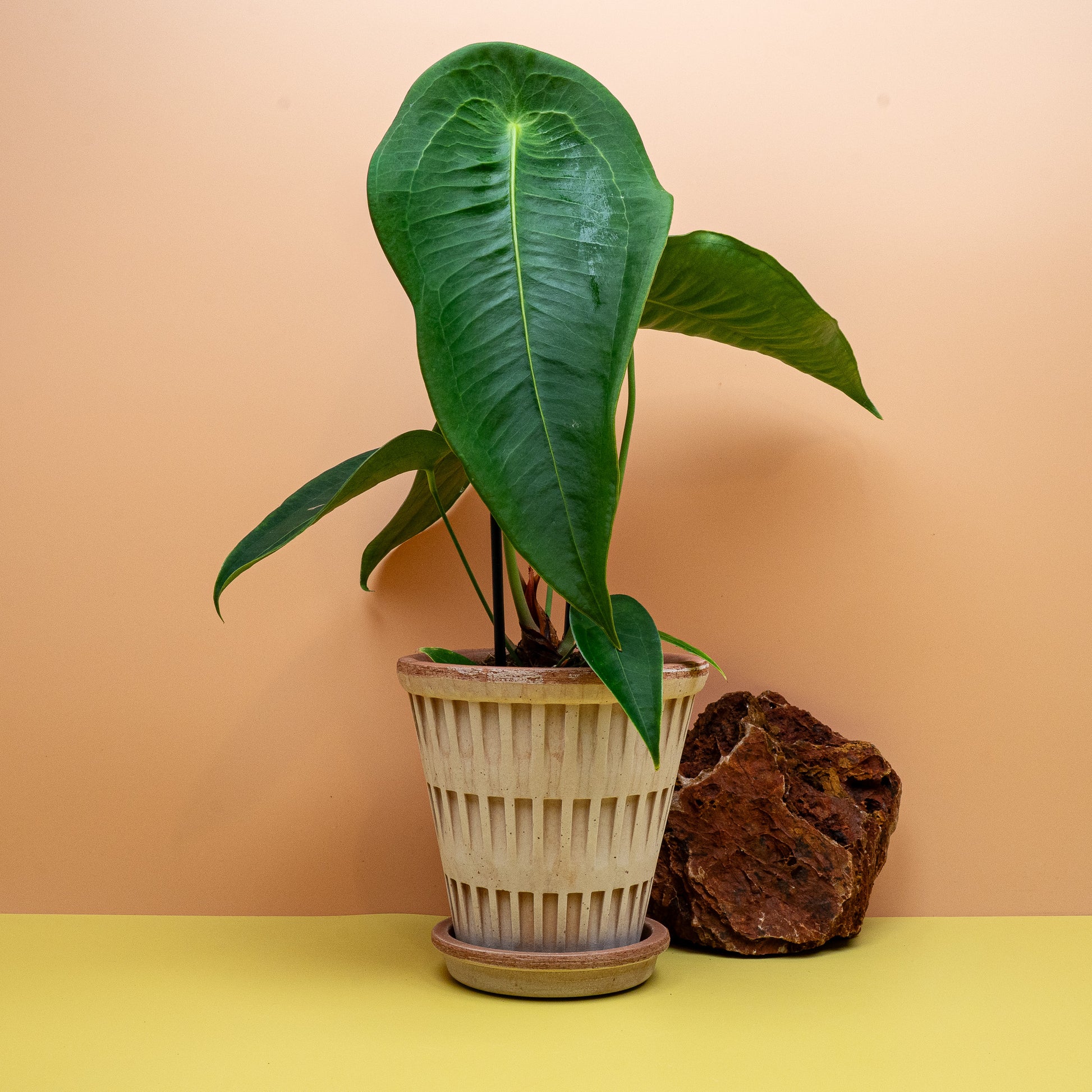 Anthurium Peltigerum, Gesamtwuchs der Sammleranthurie – potflourri