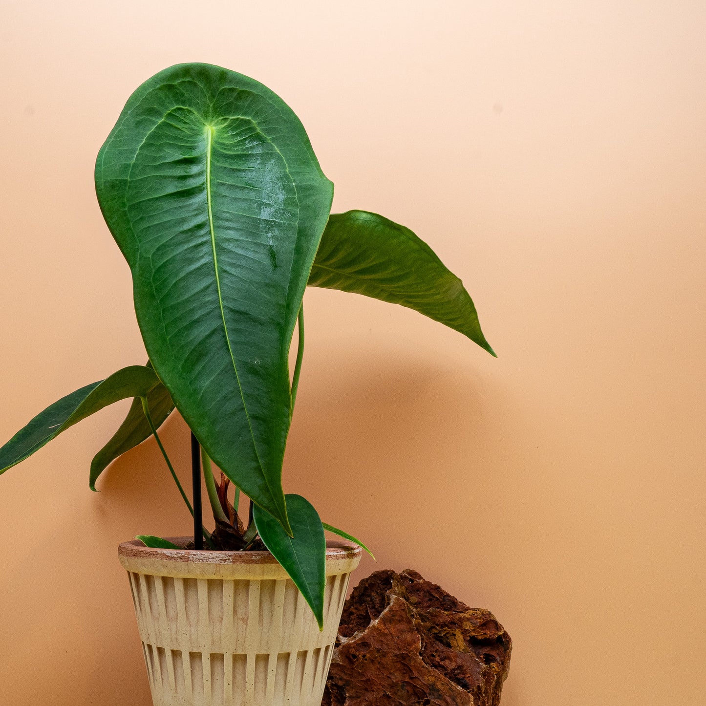 Anthurium Peltigerum mit schildförmigem Blatt – potflourri