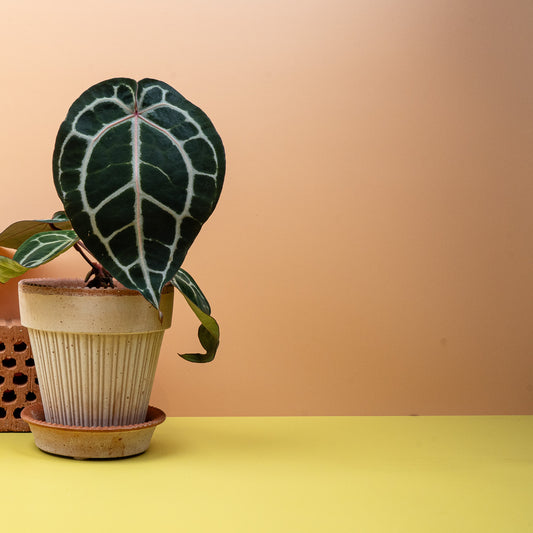 ANTHURIUM PINK BLUSH online bestellen bei potflourri