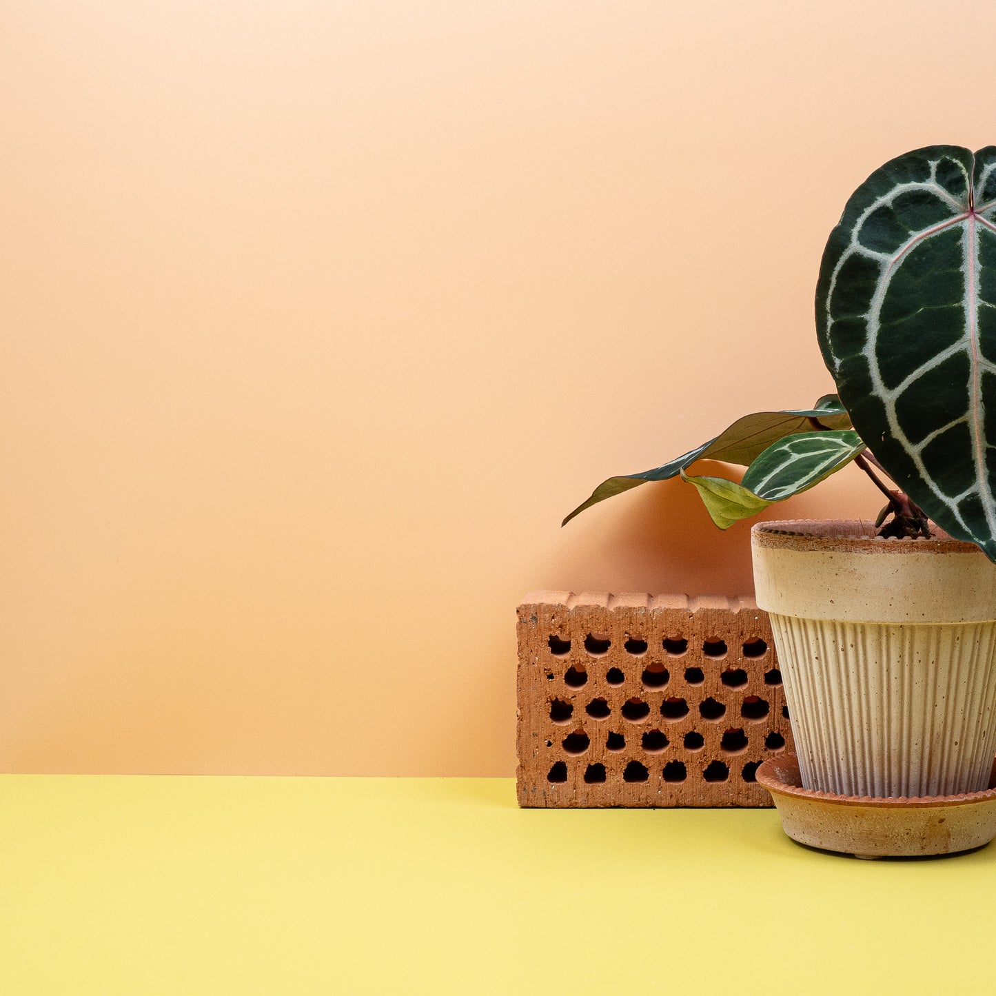 ANTHURIUM PINK BLUSH online bestellen bei potflourri