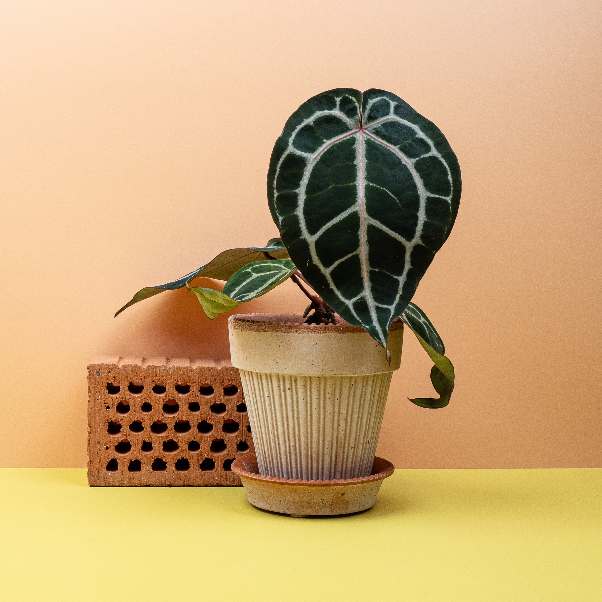 ANTHURIUM PINK BLUSH online bestellen bei potflourri