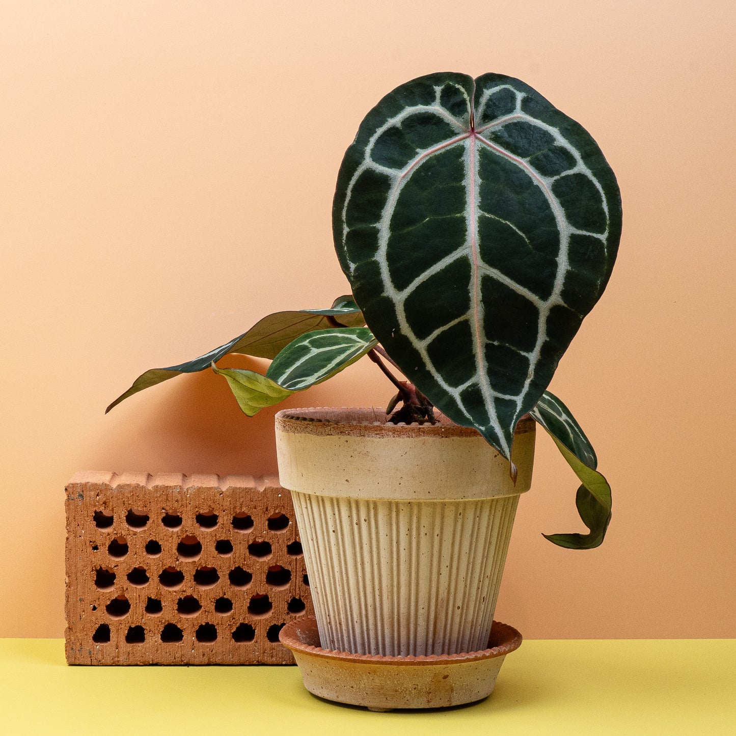 ANTHURIUM PINK BLUSH online bestellen bei potflourri