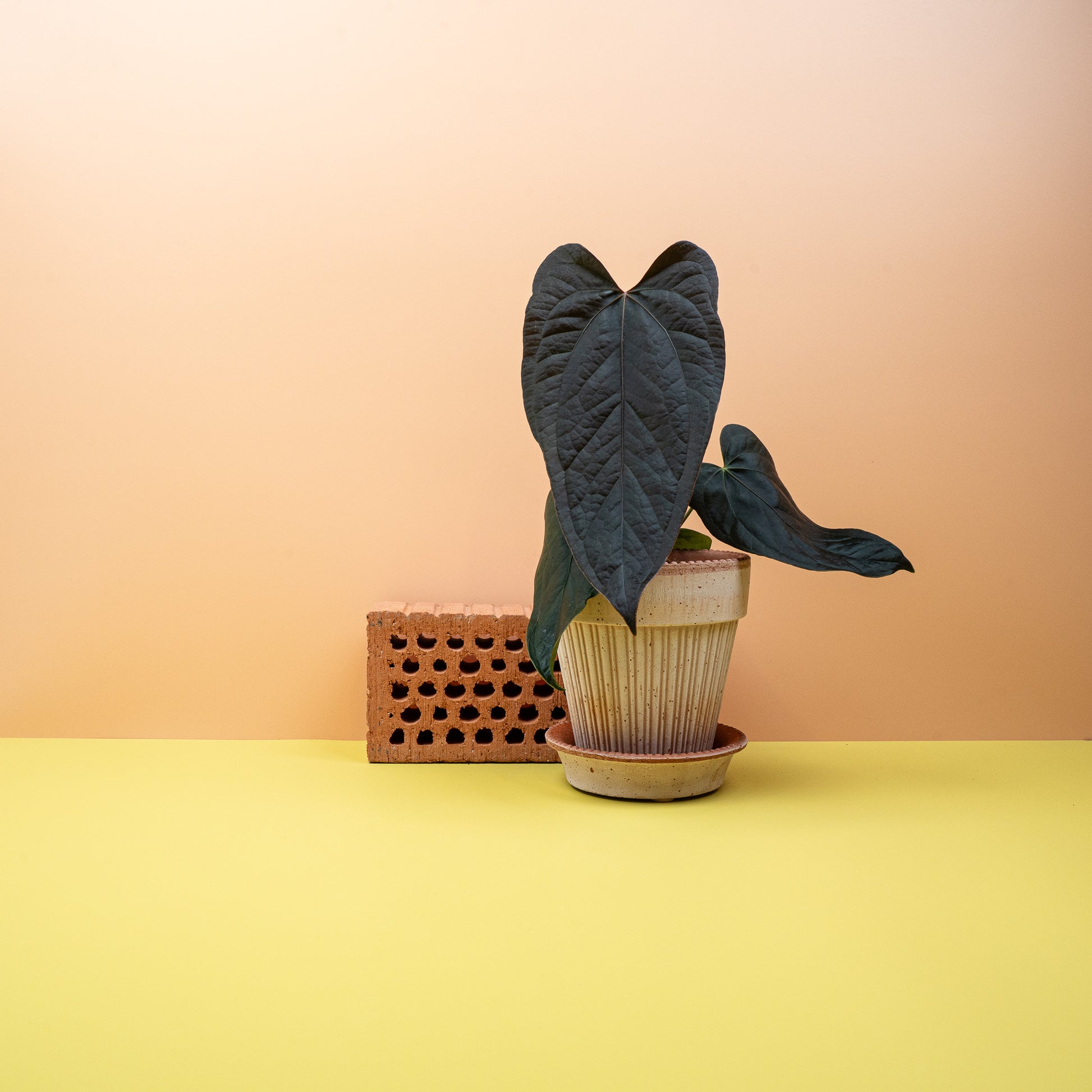 ANTHURIUM QUEEN OF HEARTS online bestellen bei potflourri