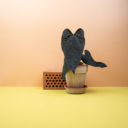 ANTHURIUM QUEEN OF HEARTS online bestellen bei potflourri