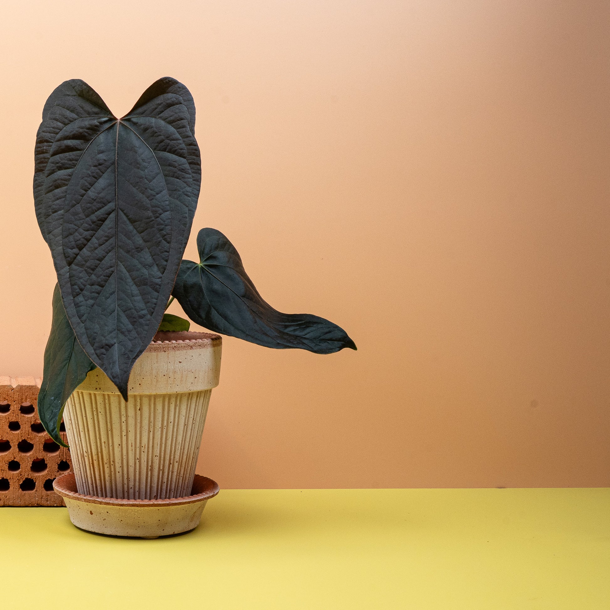 ANTHURIUM QUEEN OF HEARTS online bestellen bei potflourri