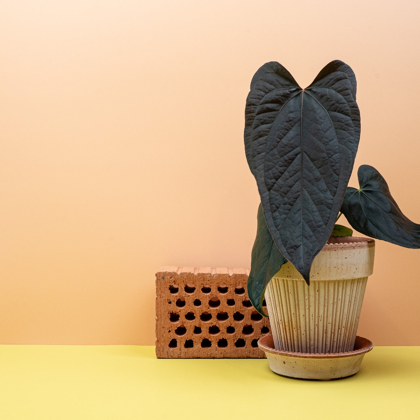 ANTHURIUM QUEEN OF HEARTS online bestellen bei potflourri