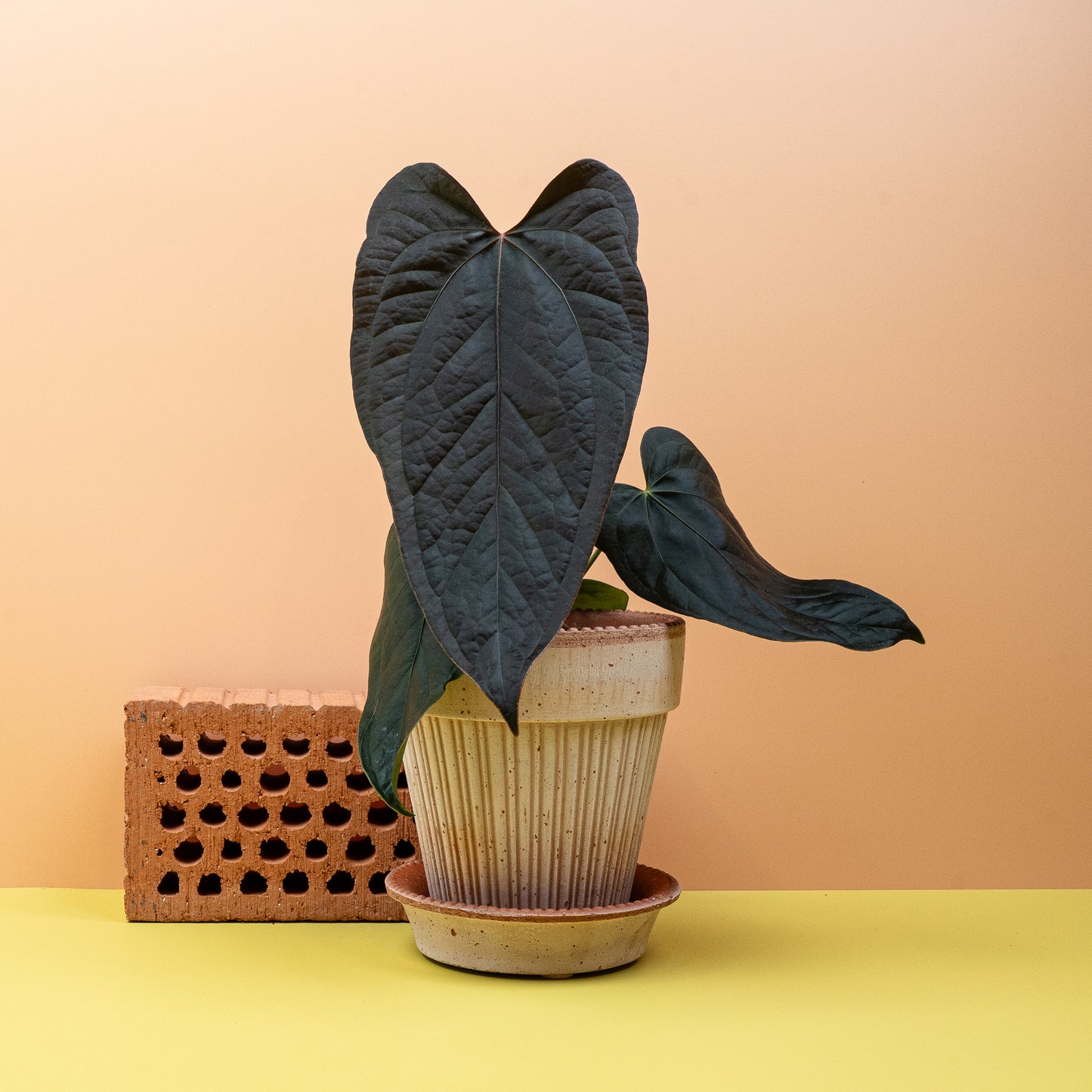 ANTHURIUM QUEEN OF HEARTS online bestellen bei potflourri