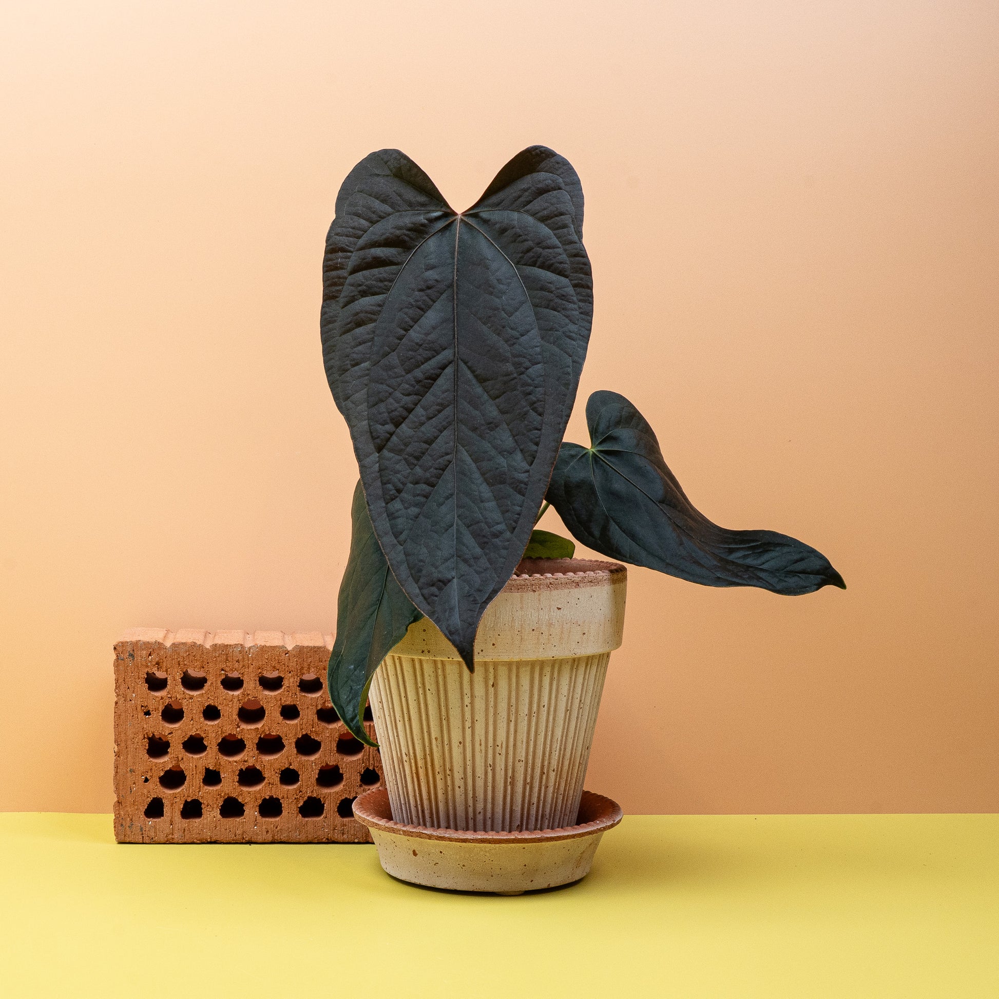 ANTHURIUM QUEEN OF HEARTS online bestellen bei potflourri