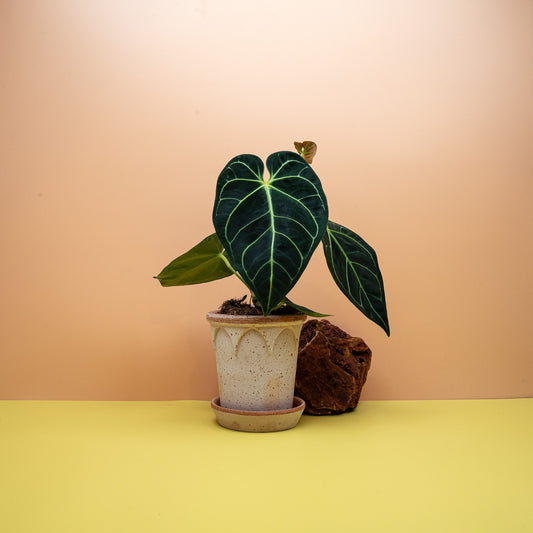Anthurium Regale, samtiges Blatt mit silbrigen Adern – potflourri