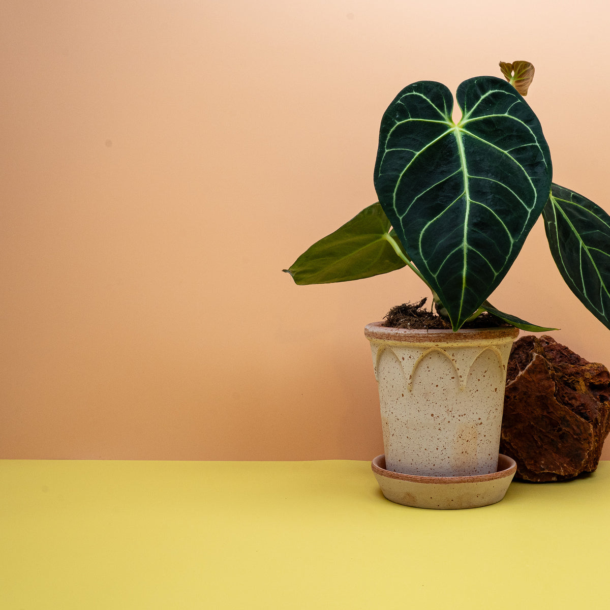 Anthurium Regale, breite silbrig-weiße Aderung – potflourri