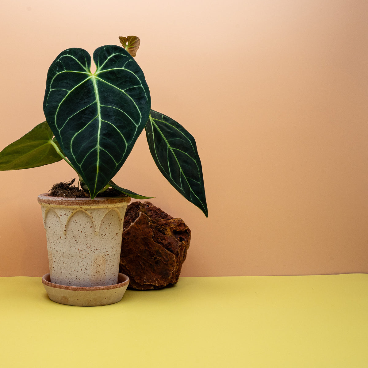 Anthurium Regale im Kulturtopf, terrestrisch wachsend – potflourri