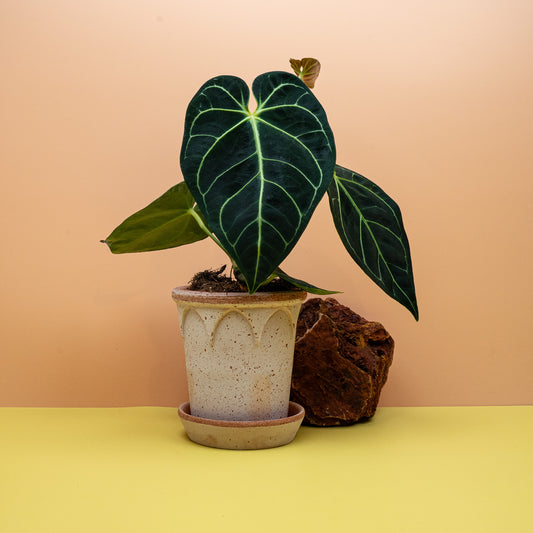 Anthurium Regale, samtiges Blatt mit silbrigen Adern – potflourri