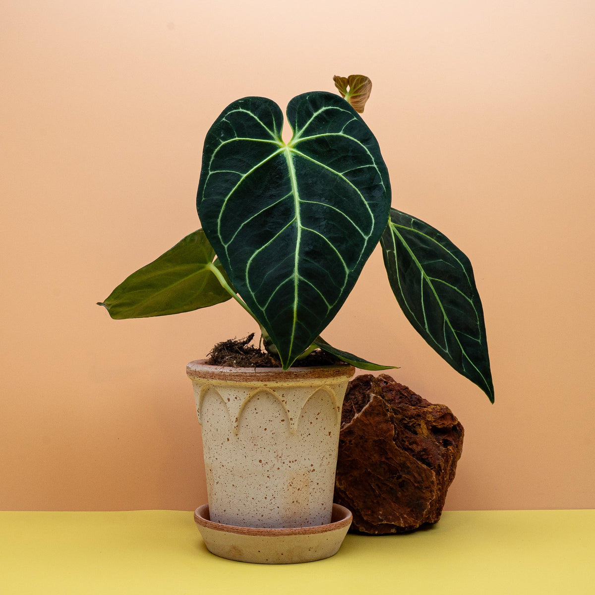 Anthurium Regale, samtige Blattoberfläche im Detail – potflourri