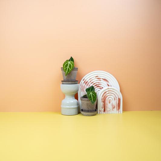 ANTHURIUM REGALE online bestellen bei potflourri