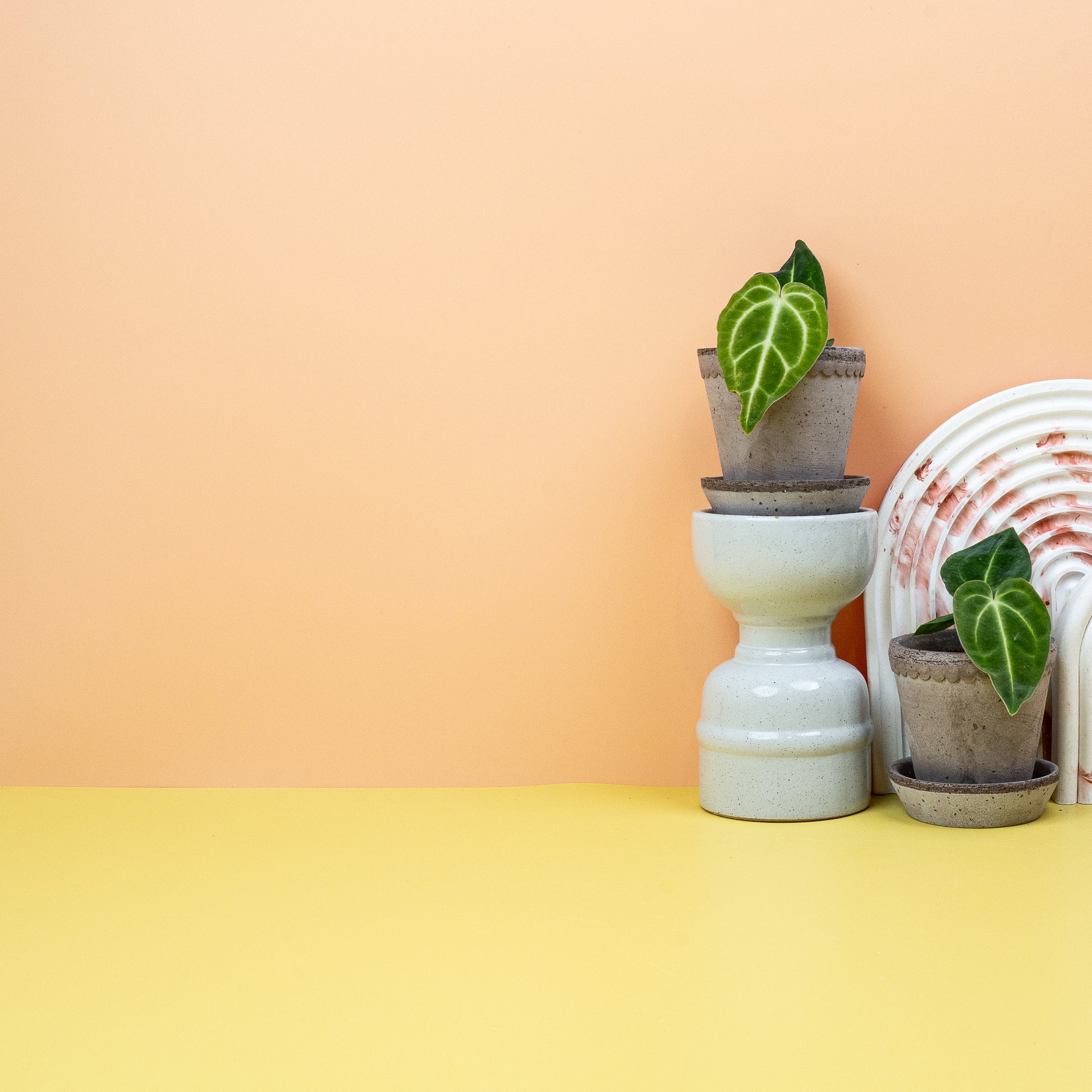 ANTHURIUM REGALE online bestellen bei potflourri