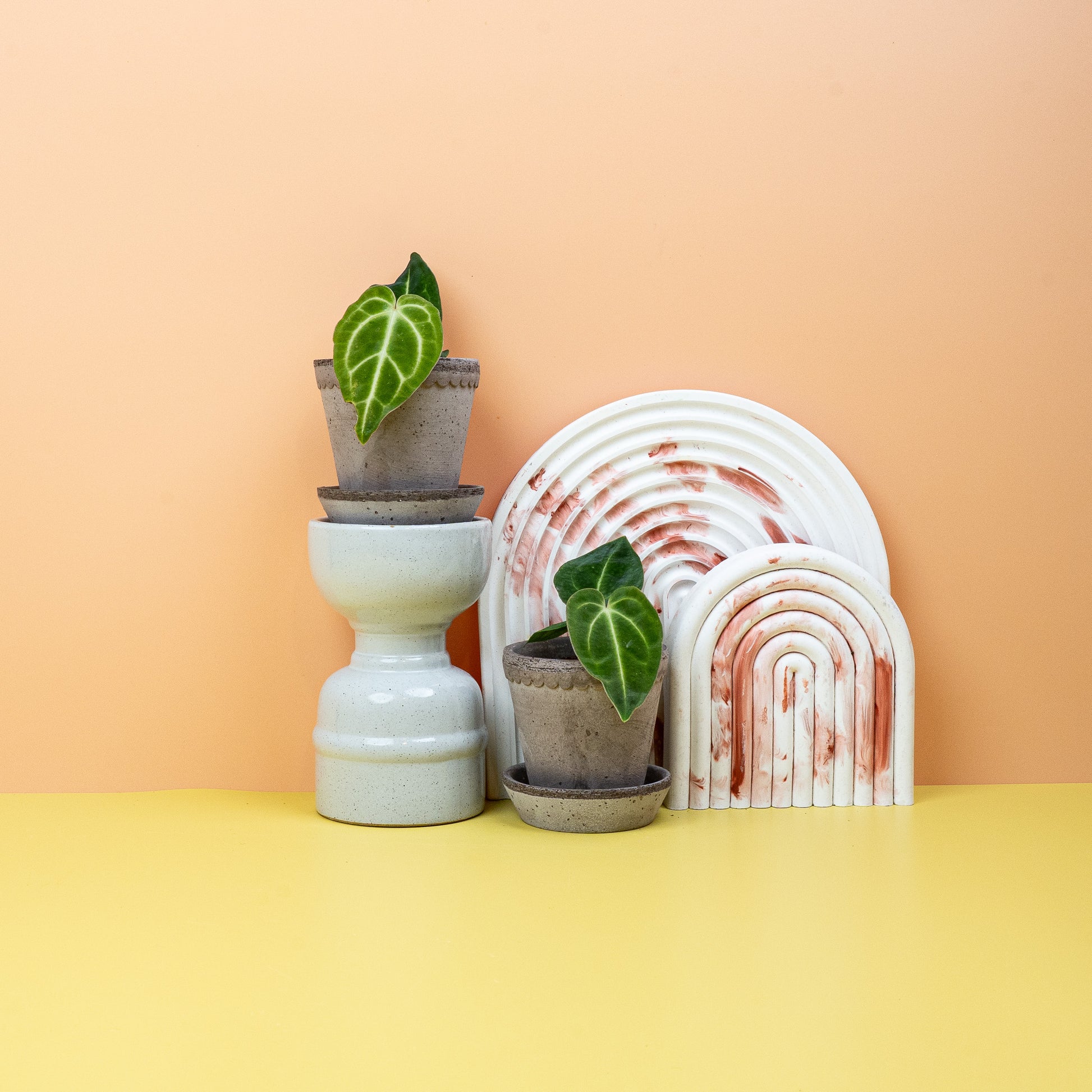 ANTHURIUM REGALE online bestellen bei potflourri