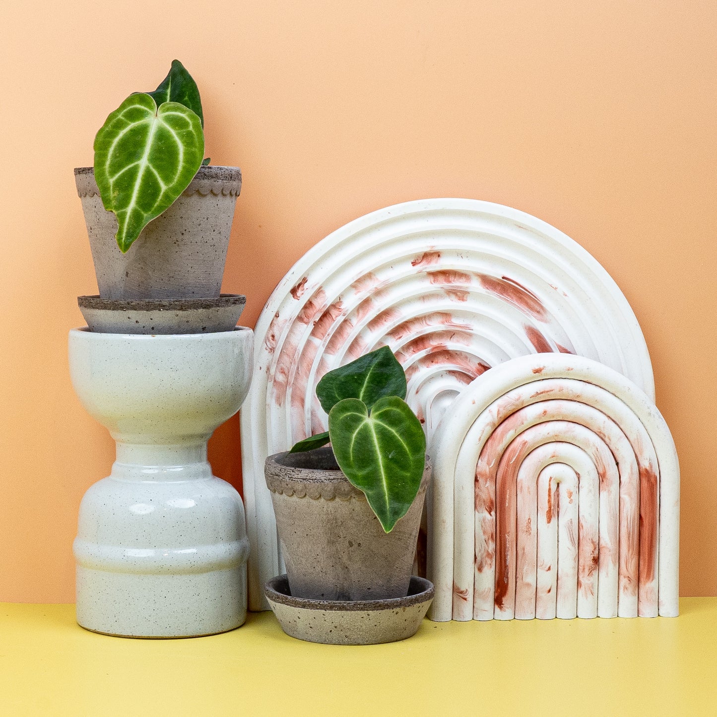 ANTHURIUM REGALE online bestellen bei potflourri