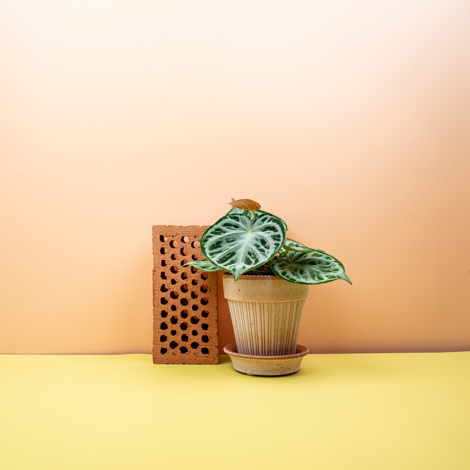 ANTHURIUM SILVER BLUSH online bestellen bei potflourri