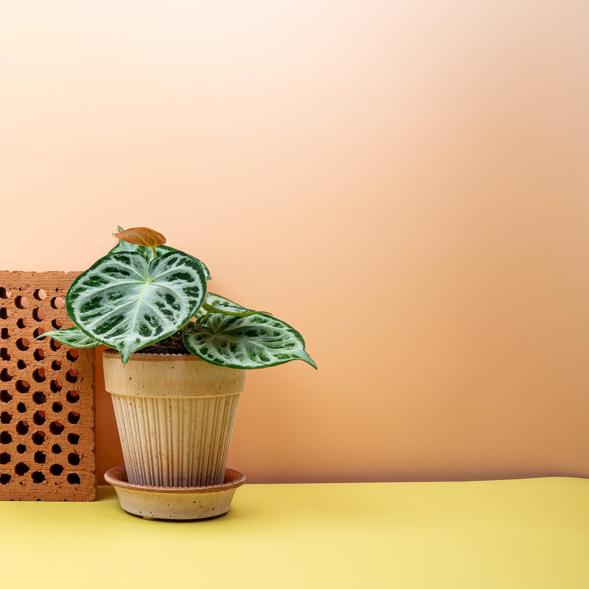 ANTHURIUM SILVER BLUSH online bestellen bei potflourri