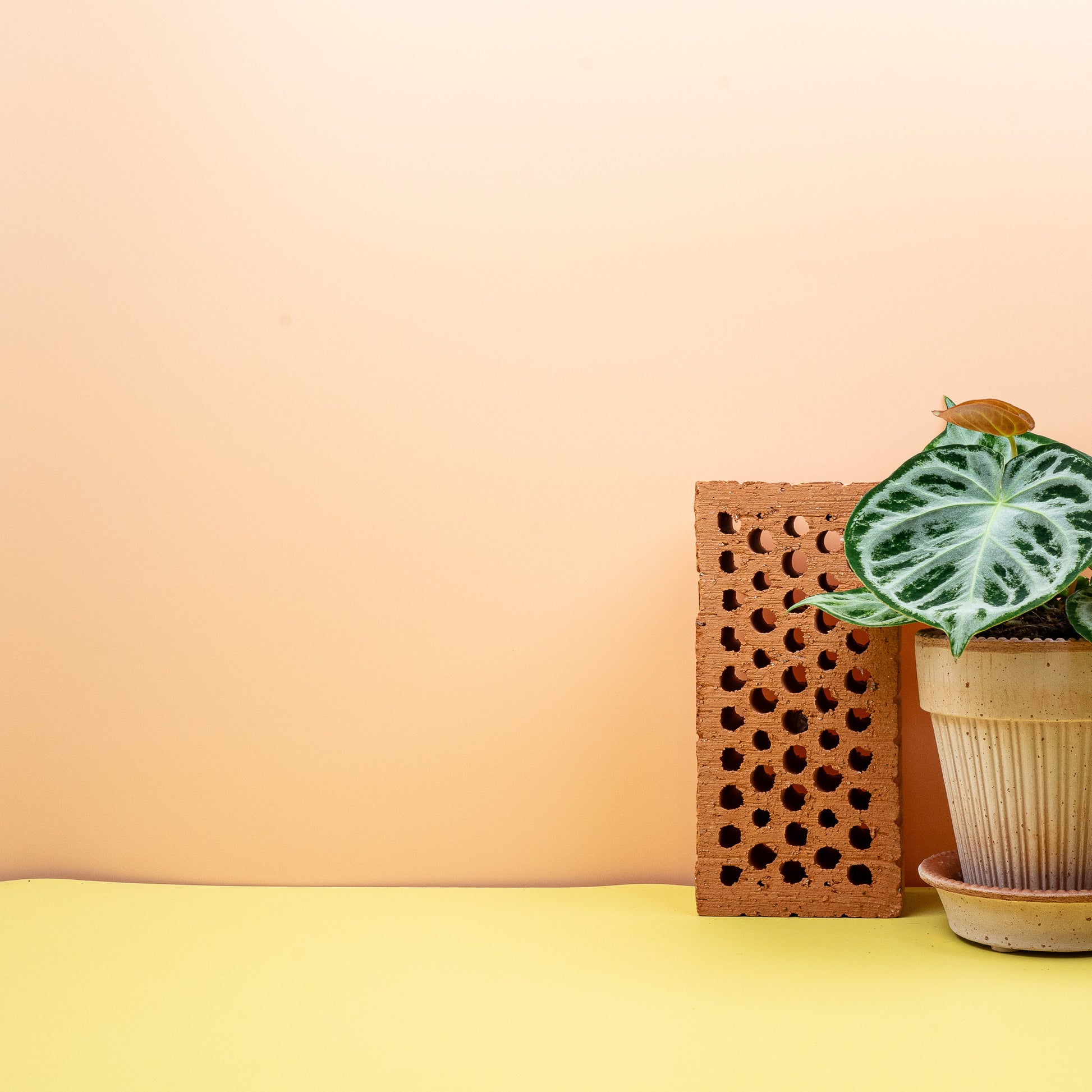 ANTHURIUM SILVER BLUSH online bestellen bei potflourri