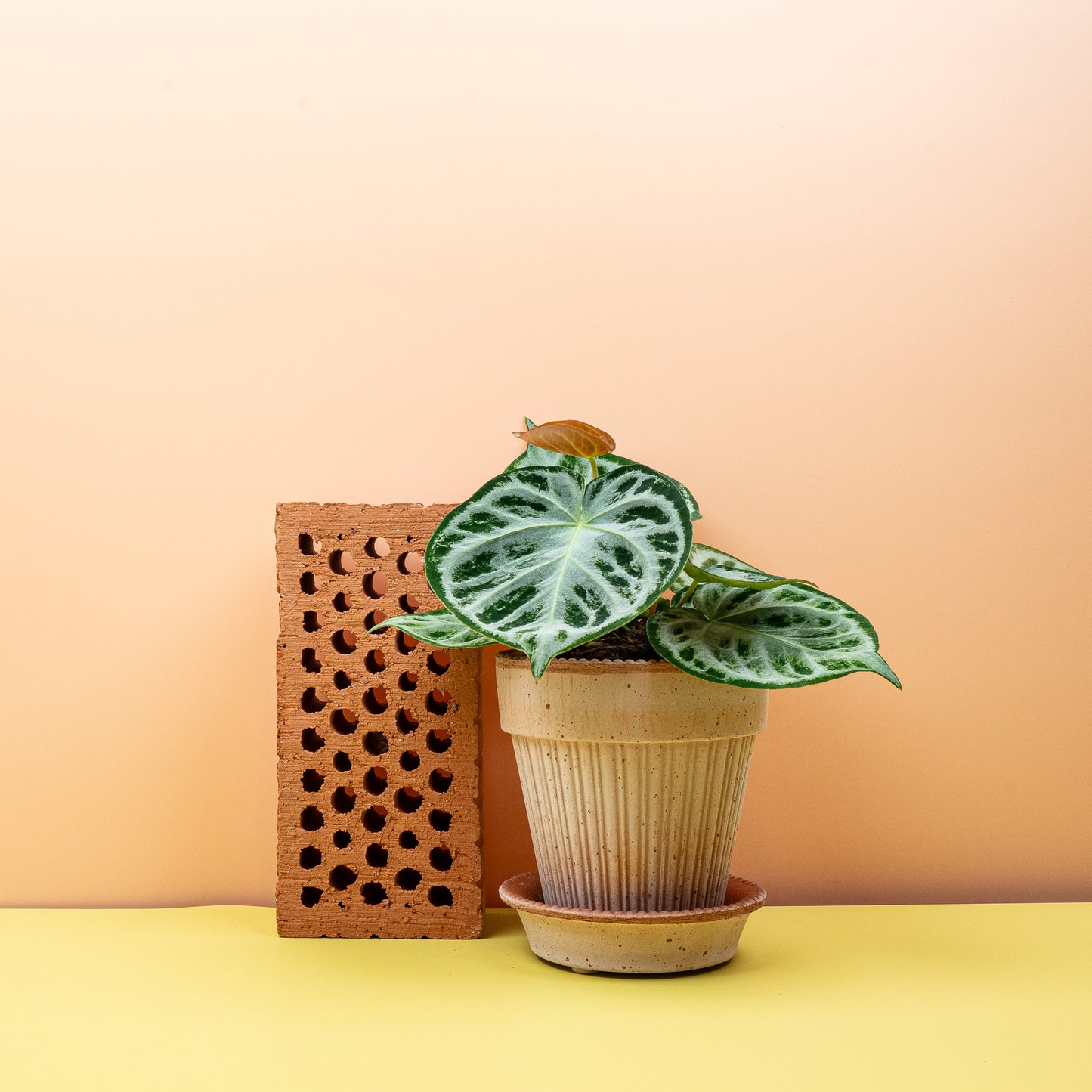 ANTHURIUM SILVER BLUSH online bestellen bei potflourri