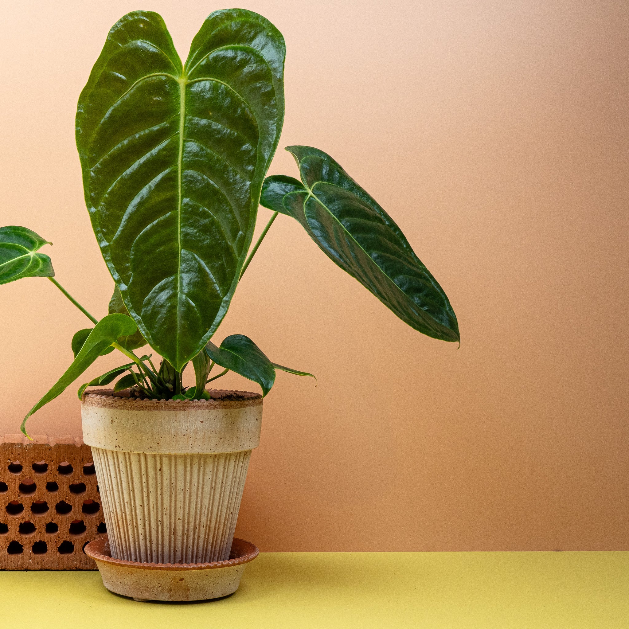 ANTHURIUM VEITCHII online kaufen bei potflourri