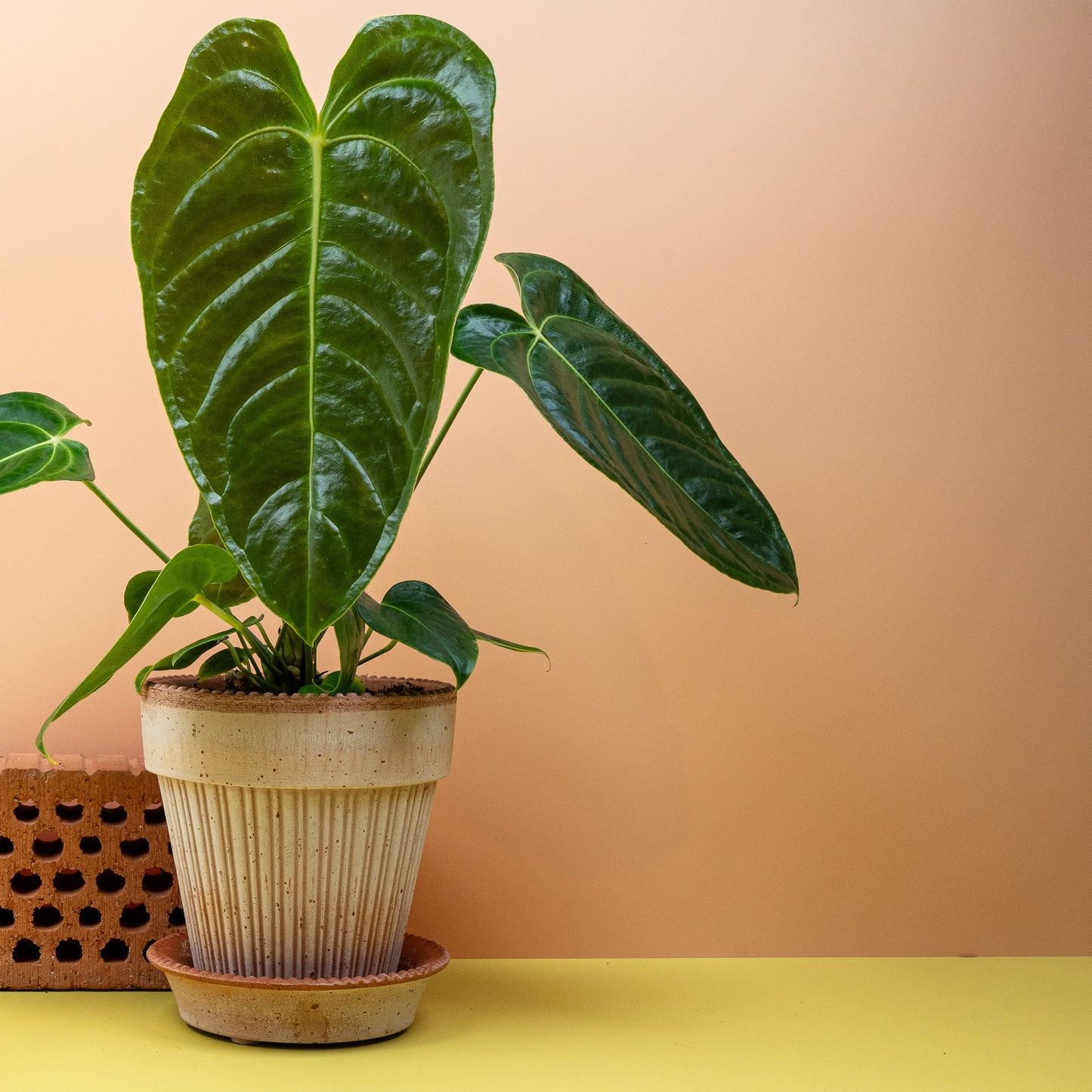 ANTHURIUM VEITCHII online bestellen bei potflourri