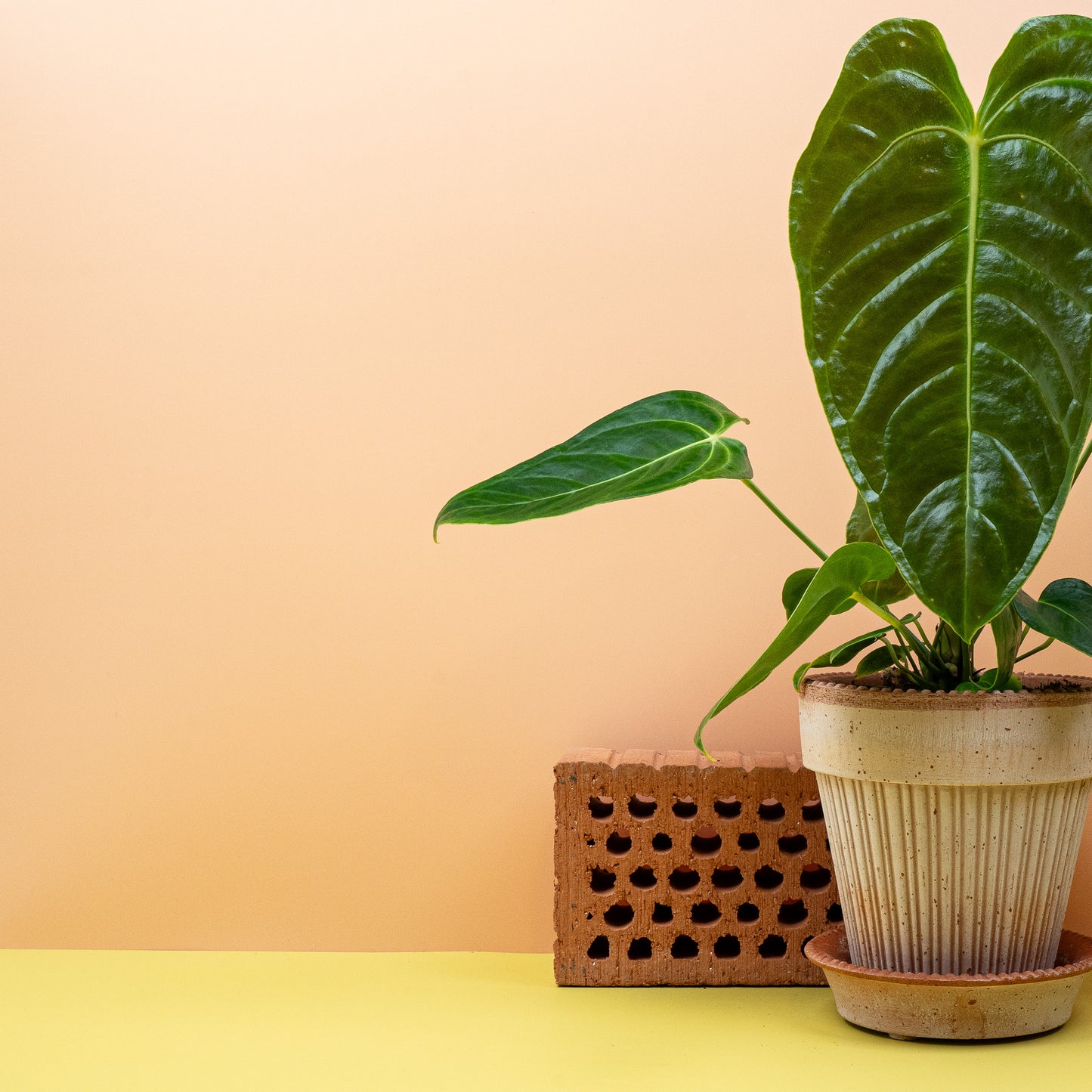 ANTHURIUM VEITCHII online bestellen bei potflourri